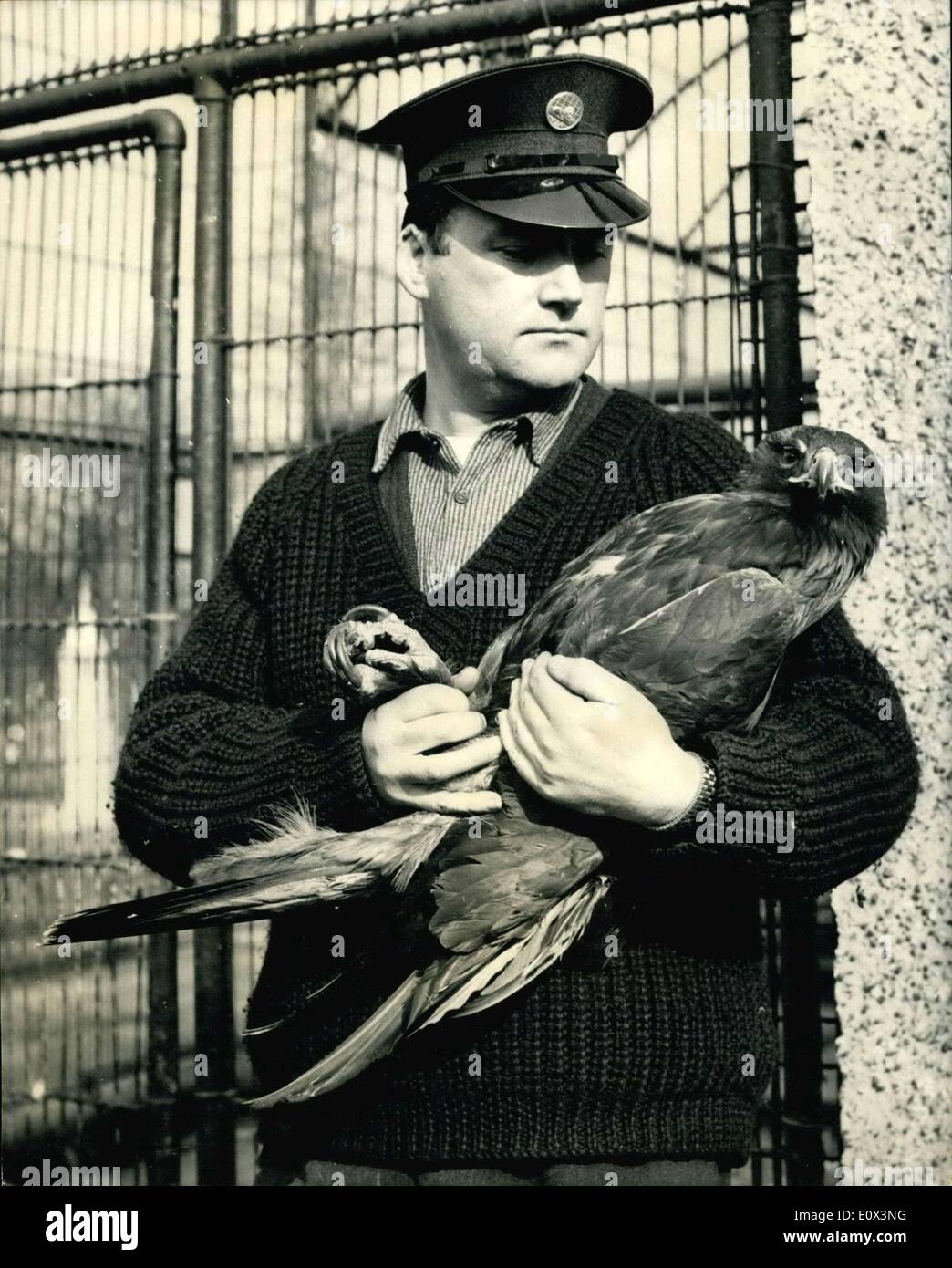 10. März 1965 - '' Goldie'' - der Zoo-Adler - erfasst endlich nach zwölf Tagen der Freiheit: '' Goldie'' die Zoo-Adler, um London geflogen hat, nach seiner Flucht aus seinem Londoner Zoo Käfig am vergangenen Freitag Woche bei 6-15 geriet dieser Mroning. Nach zwölf Tagen der Freddom war er wieder in seinen Käfig. Tierpfleger, die ihn gefangen, als er begab sich nach unten zu ernähren sich von einem Kaninchen als Köder für ihn gelegt. Fotoshows, Tierpfleger, die Joe McCorry von Haltern, die ihn gefangen hält einen engen Goldie festhalten, als er ihn annimmt, zurück in seinen Käfig heute Morgen im London Zoo. Stockfoto