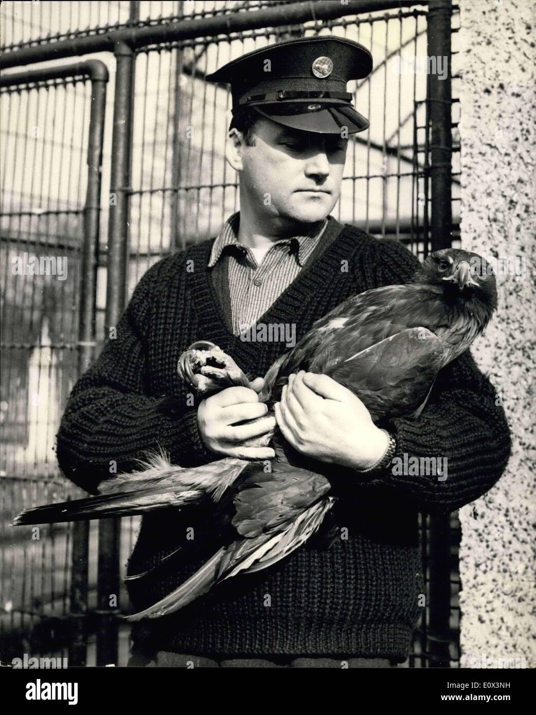 10. März 1965 - '' Goldie'' - die Zoo-Eagle - endlich eingefangen... Nach zwölf Tagen der Freiheit. "Goldie" der Zoo-Adler die fliegen wurde in London nach seiner Flucht aus seinem Londoner Zoo Käfig am vergangenen Freitag Woche - geriet um 6-15 Uhr heute Morgen. Nach zwölf Tagen der Freiheit - war er wieder in seinen Käfig... Tierpfleger ihn gefangen, als er kam zu ernähren sich von einem Kaninchen - für ihn als Köder gelegt... Keystone Fotoshows: Tierpfleger Joe McGorry von Haltern, die ihn - gefangen hält einen festen Halt am '' Goldie'', wie er ihn zurück in seinen Käfig - Vormittag - im London Zoo nimmt. Stockfoto