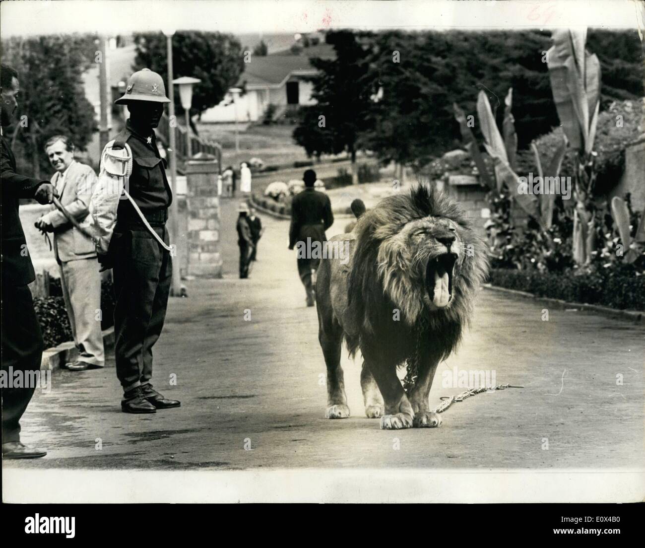 2. Februar 1965 - Addis Abeba bereitet sich auf der königlichen Besuch '' Tojo'' wie ein bisschen langweilig findet.; Vorbereitungen sind in Addis Abeba seit einiger Zeit nun für den Besuch in Äthiopien von HM The Queen und des Herzogs von Edinburgh voraus gegangen. Sie bleiben im Palazzo Jubiläum als Gäste des Kaisers Haile Selassie, der 73. Foto zeigt eine der Sehenswürdigkeiten von Addid Ababa ist Tojo des Kaisers Lieblings Löwe, der in der Regel steht auf Wache Pflicht angekettet an Bäumen am Eingang zu den Monelik-Palast, der der Kaiser als Büro verwendet Stockfoto