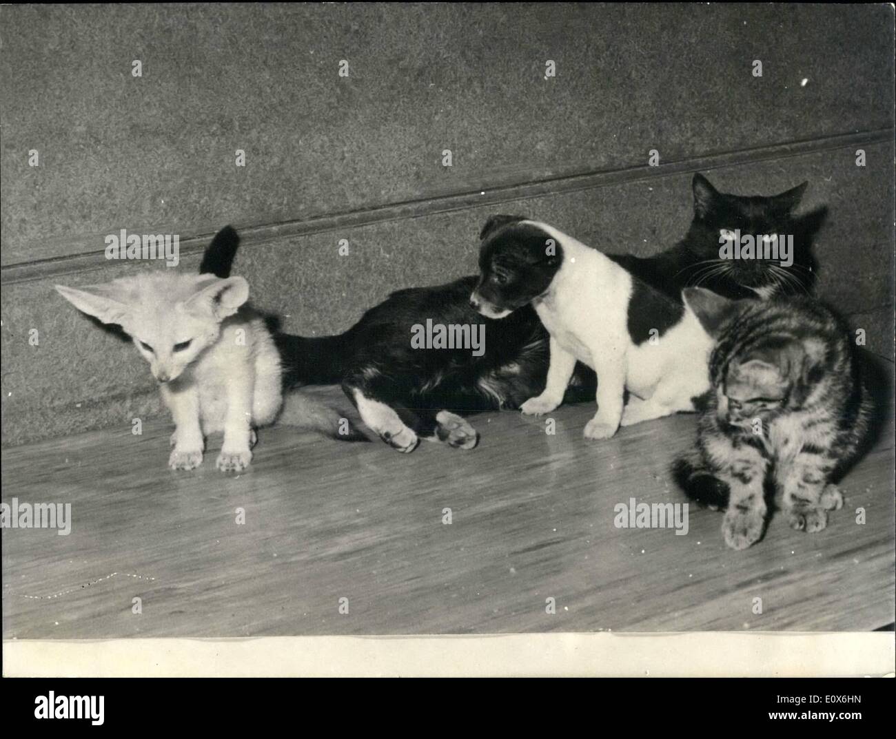 5. Mai 1965 - was für eine Familie: eine Katze, eine Katze, einen kleinen Hund und ein Fox Cub bilden eine ungewöhnliche Familie. Bild von einem französischen Bauernhof, wo eine Katze Pflegemutter, der kleine Hund und die lange Stimmfetischisten Sand Fox spielt. Stockfoto