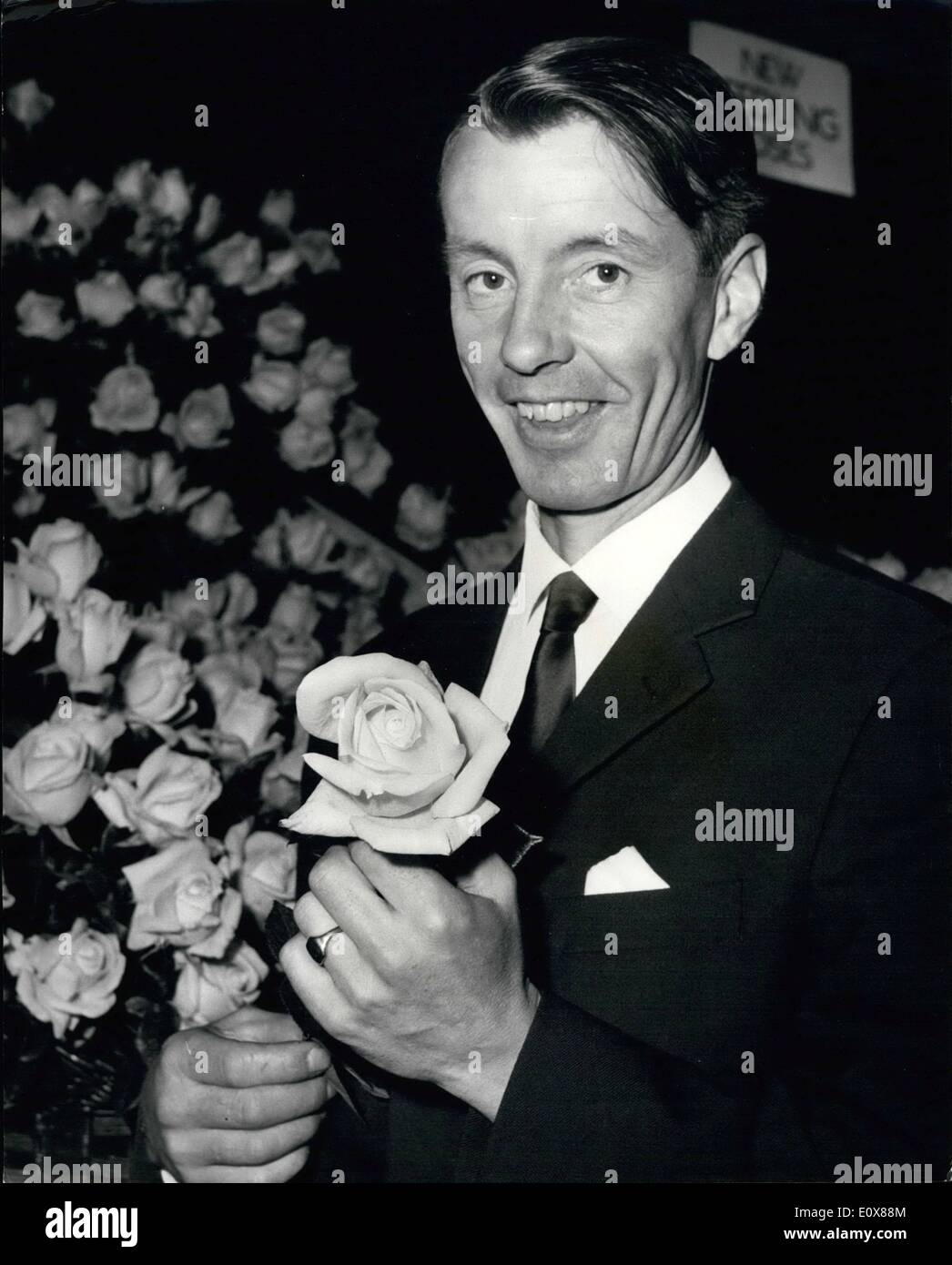 Sept. 09, 1965 - Royal National Rose Society Herbst zeigen. Ehrenplatz auf der Royal National Rose Society Herbst Messe ist dem Gewohnheitsrecht reserviert für den aktuellen Gewinner der Präsident International Trophy. In diesem Jahr ging der Soveted Award, zusammen mit einer Goldmedaille an tief Zitronengelb M.T. vielfältige aufgeworfenen 38-jährige Patrick Dickson von Newtownards, in der Nähe von Belfast Stockfoto