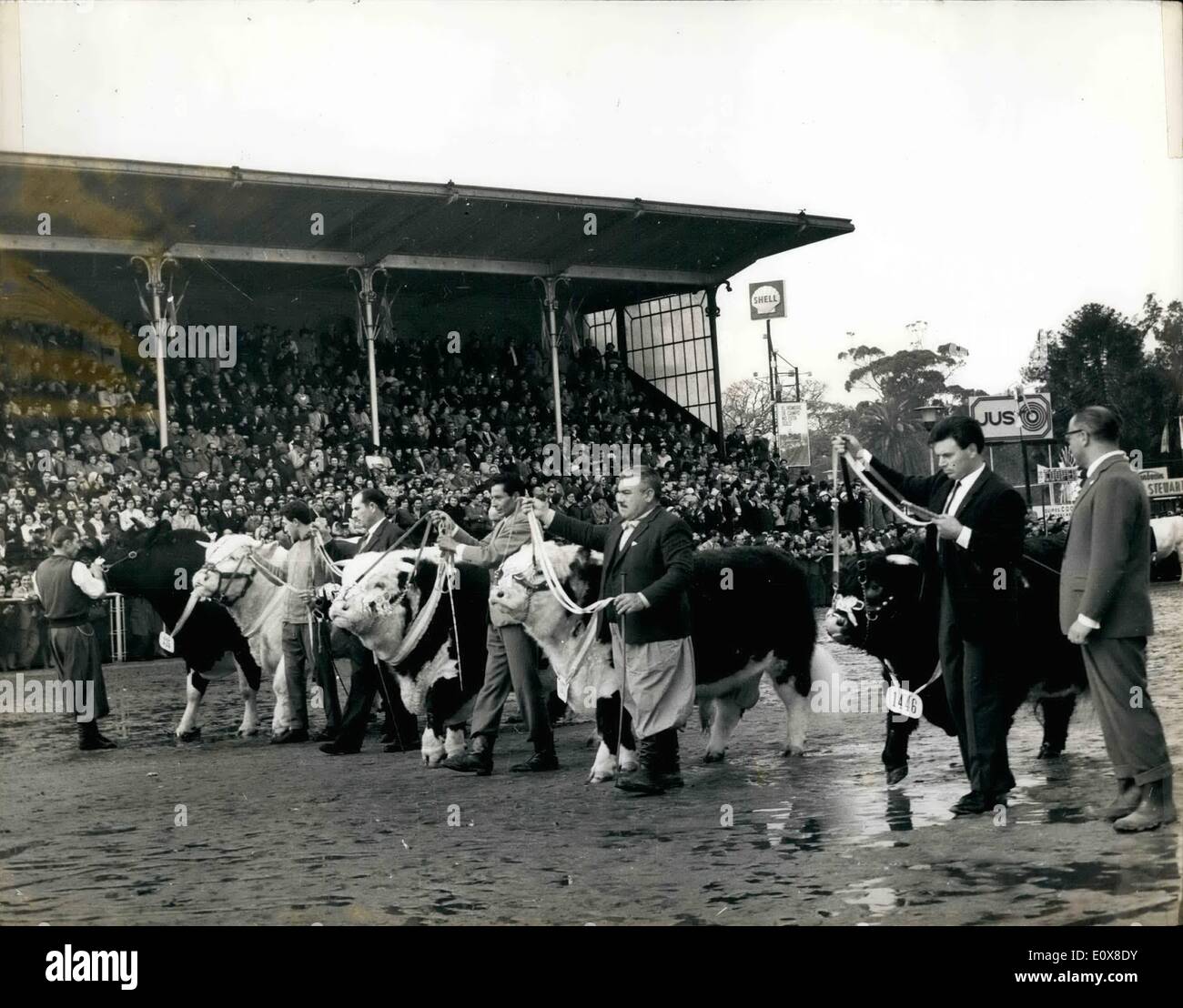 8. August 1965 - große Champions der verschiedenen Rassen auf zeigen auf die 79. nationalen Cattle Show In Buenos Aires: Mehrere Meister Stockfoto