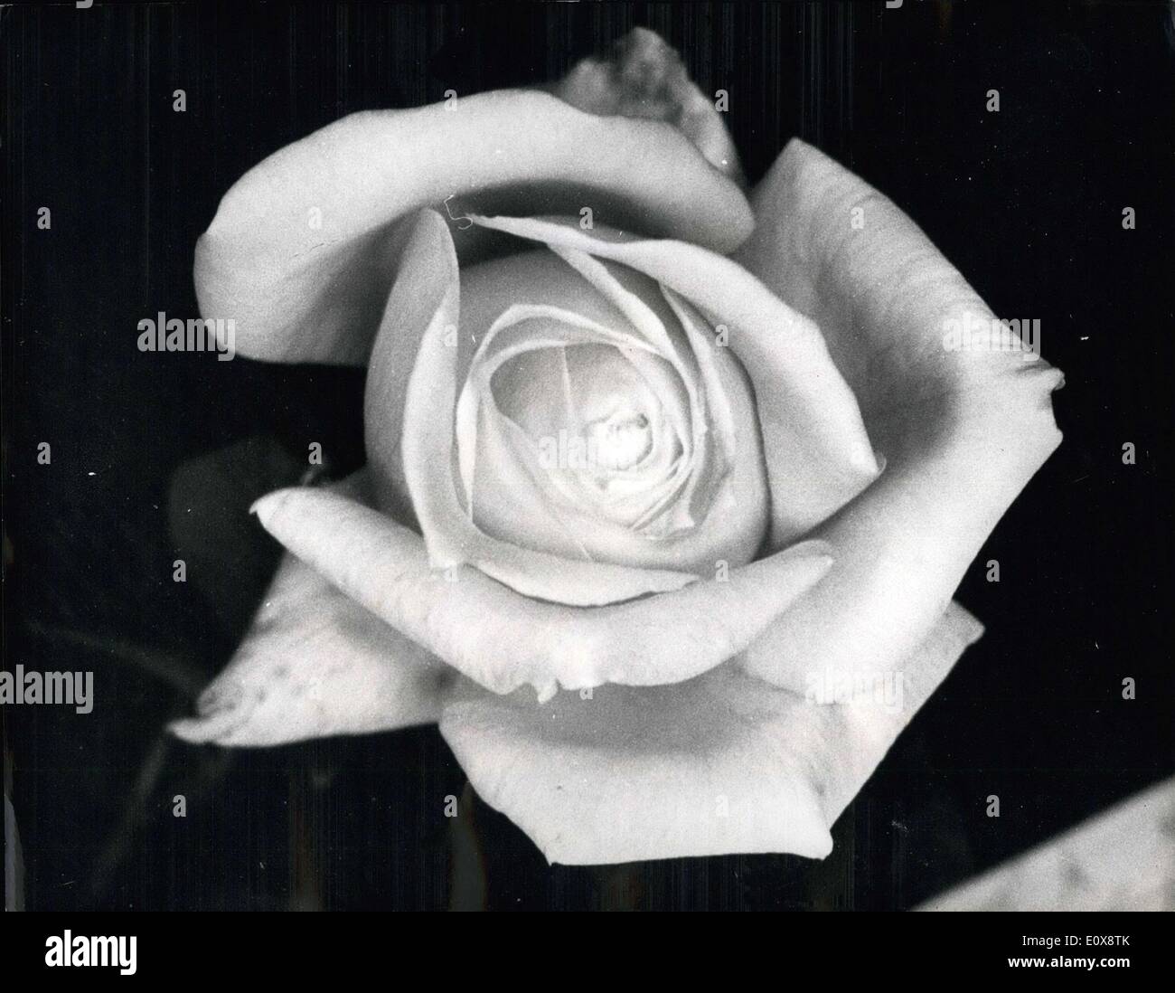 Sept. 14, 1965 - Royal National rose Society Herbstshow; Ehrenplatz an der Royal National Rose Society Herbstshow ist durch Gewohnheit für die aktuellen Gewinner des internationalen Pokal des Präsidenten reserviert. In diesem Jahr ging die begehrte Auszeichnung, zusammen mit einer Goldmedaille an tief Zitronengelb M.T. vielfältige aufgeworfenen 38-jährige Patrick Dickson von Newtownards, in der Nähe von Belfast Stockfoto