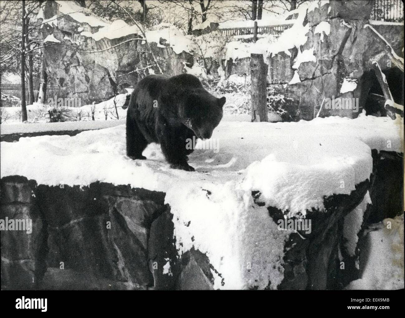 12. Dezember 1965 - nichts finden... kann Schnee und Kälte gegen Meister Petz aus dem Berliner Zoo. Er ist bereit, für solche Dinge und genießt sehr, daß er schließlich ca '' benutzen '' seine dicken Haut. Stockfoto