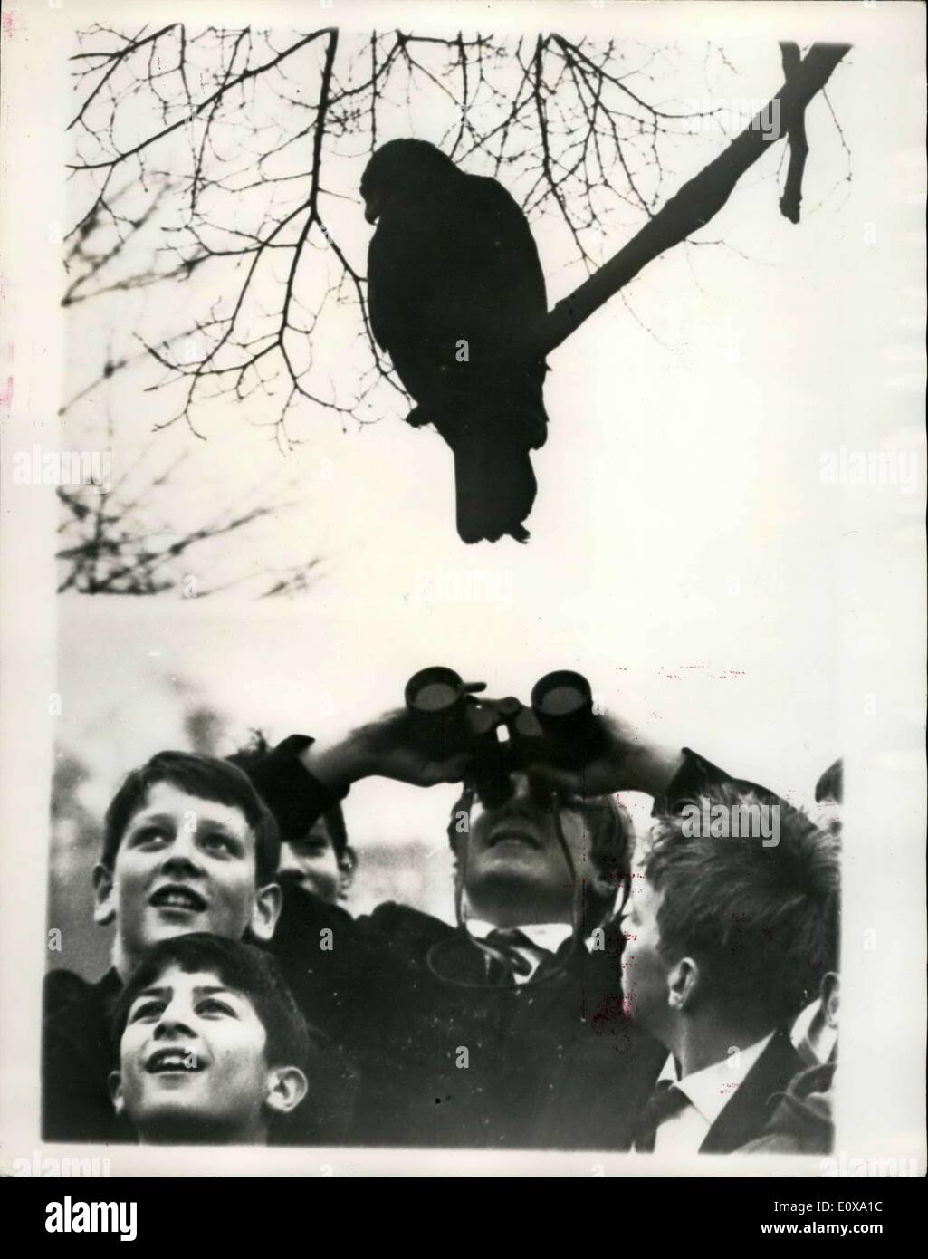 16. Dezember 1965 - Keepers weiter Jagd auf Flyway "Goldie" nach seiner zweiten Flucht aus London Zoo: London Tierpfleger waren weiterhin ihre Bemühungen heute um '' Goldie'', der Steinadler, der aus seinem Käfig gestern zum zweiten Mal in diesem Jahr entkommen wieder zu erlangen. Versuche, den Vogel zurück in Park, locken, sind bisher gescheitert. Fotoshows (oben), Goldie sitzt in einem Baum im Regents Park nach seiner Flucht gestern. Unten: Eine Gruppe von Schülern auf dem Heimweg vom Schulsport, startet am Goldie auf seinem Ast im Regents Park. Einer der Jungs bekommt einen guten Blick durch ein Fernglas. Stockfoto