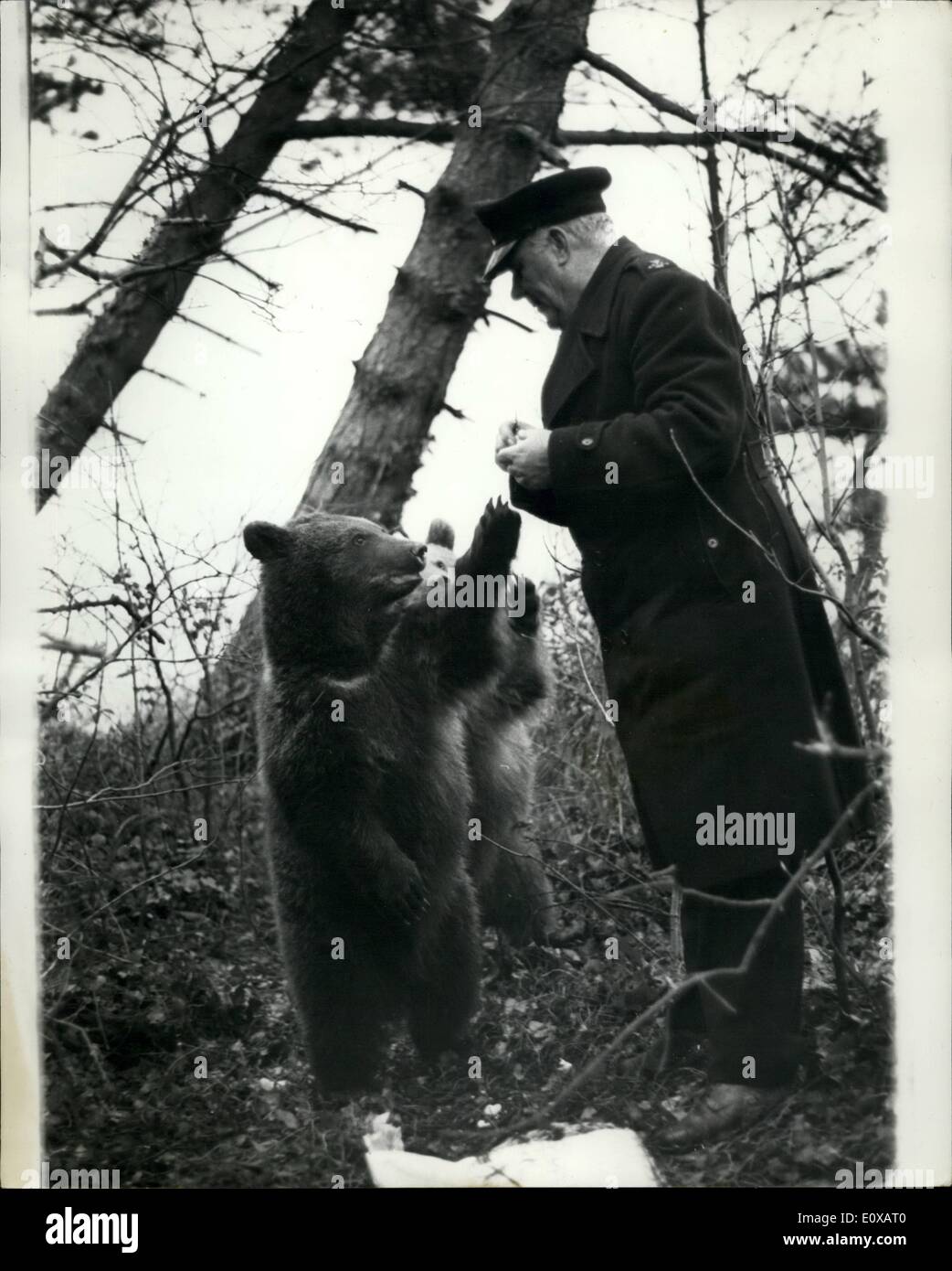 1. Januar 1966 - noch im großen Bären auf der Isle Of Wight. Nikita und Valentina, zwei russischen Bären haben für 12 Tage erfassen, nach seiner Flucht aus einem Kinderzoo in Ryde, Isle Of Wight ausgewichen. Bisher haben sie widersetzte sich die Bemühungen der sortierten Polizei, R.S.P.C.A und Zoo Männer zu fangen. Gestern, Mr. Harold Slater, der Insel Bär trotzt R.S.P.C.A Stockfoto