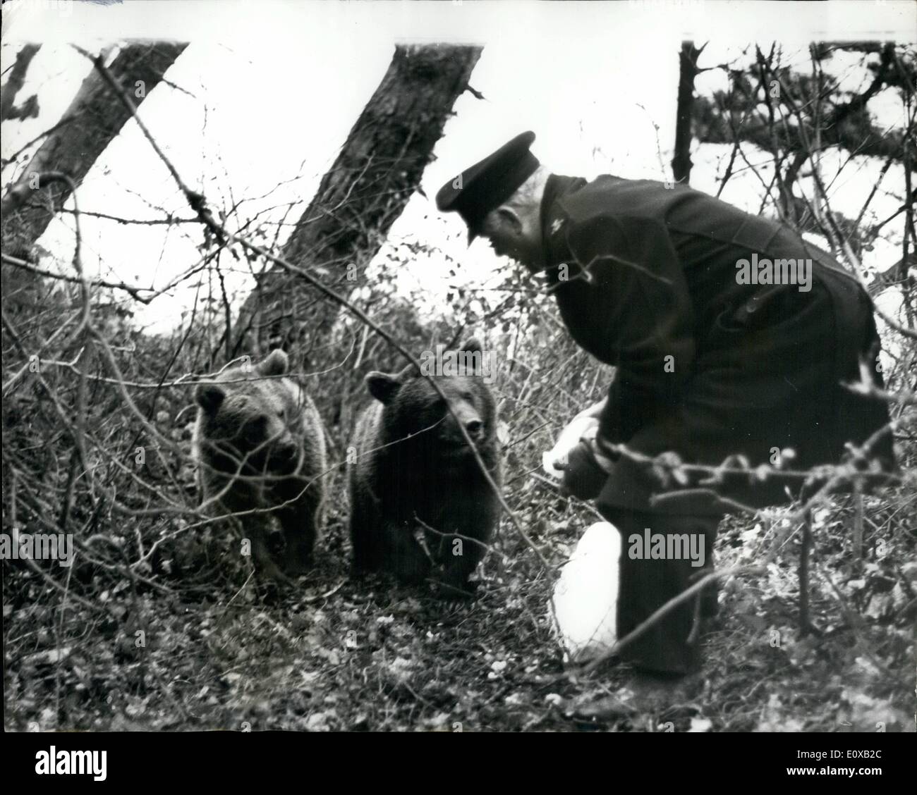 1. Januar 1966 - noch im großen Bären auf der Isle Of Wight; Nikita und Valentina haben zwei russischen Bären für 12 Tage erfassen, nach seiner Flucht aus einem Kinderzoo in Ryde, Isle Of Wight ausgewichen. Bisher haben sie die Bemühungen der sortierten Polizei, R.S.P.C.A und Zoo Mann zu fangen trotzte. Gestern, Herr Harold Sister, die Insel Bär trotzt R.S.P.C.A Stockfoto