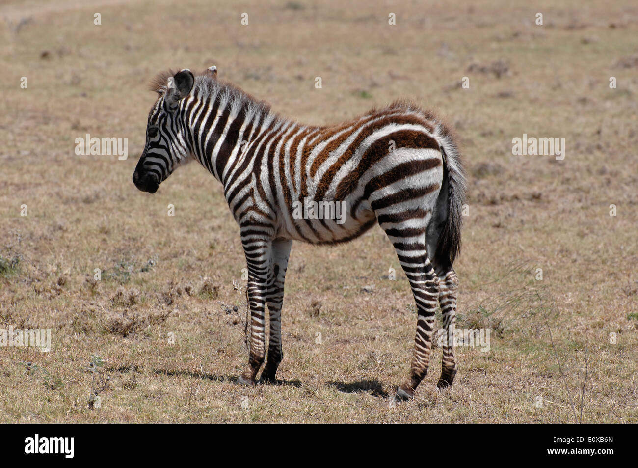 Baby Zebra auf den Ebenen der Masai mara Stockfoto