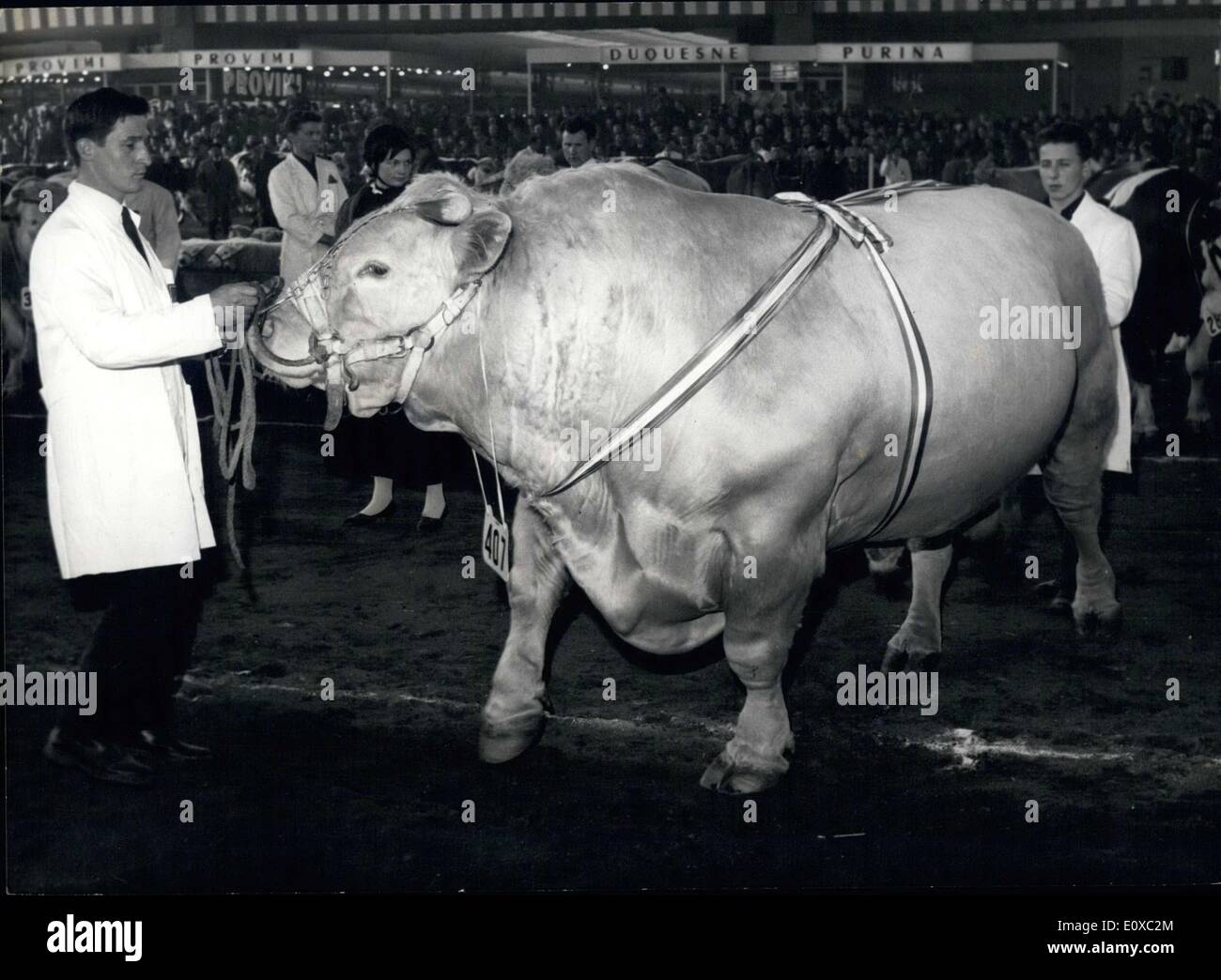 12. März 1966 - International Agriculture Show, Preis Bull auf show Stockfoto