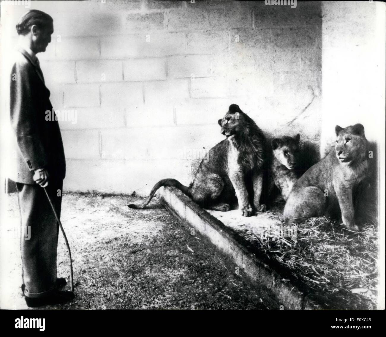 2. Februar 1966 - die Marquis In der Höhle des Löwen: Löwen sind wirklich liebenswerten Zulufttemperatur, nach Henry Frederick Thynne, die Stockfoto