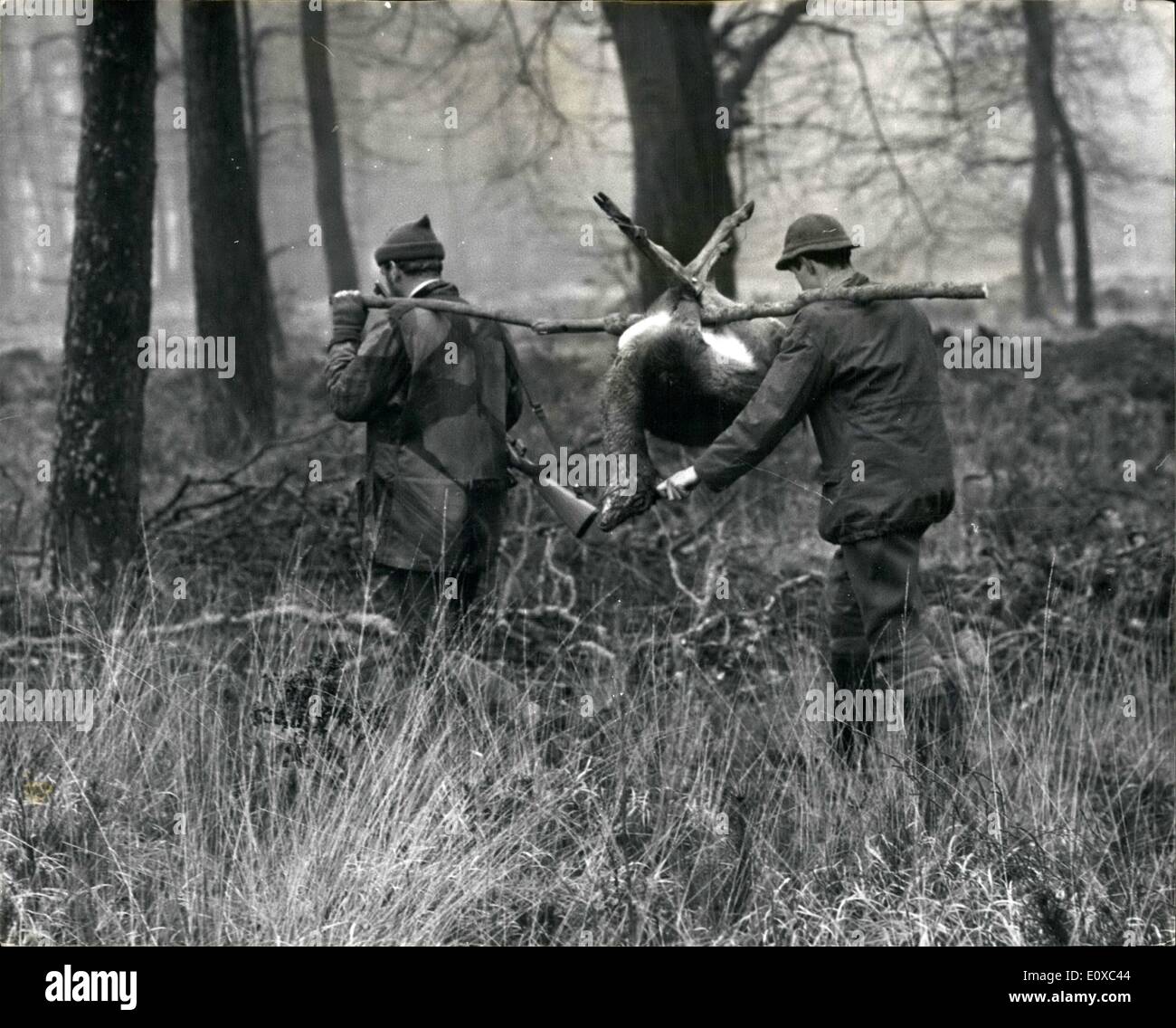 2. Februar 1966 - musste das Reh, das sterben: Die Herden von Rotwild im New Forest müssen jedes Jahr in ihrem eigenen Interesse verdünnt werden. Und der Tod kommt schnell, menschlich. Eigentlich war der Hirsch in die Bilder ein Opfer seiner eigenen Torheit. Er wurde erschossen, weil er junge Bäume zerstört wurde. und der Rest der Herde von folgenden Anzug abgeraten werden musste. In der Regel nur die alten, Kranken oder schwachen Mitglieder der Herde werden getötet, wenn Herden genannt werden. Der Schütze wurde Fred Courtier, Forstwirtschaft-Kommission-Wildhüter für England und Wales Stockfoto