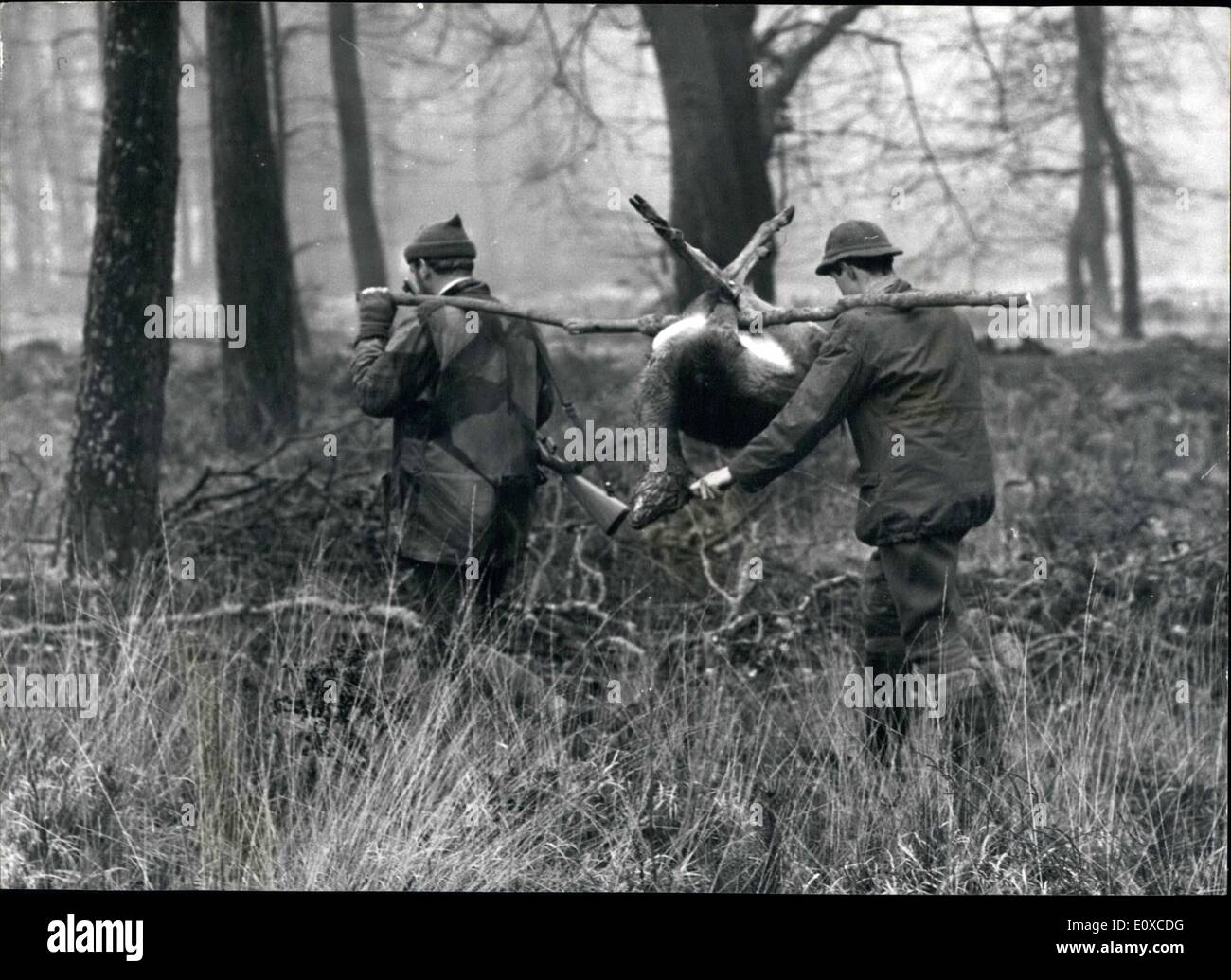 21. Februar 1966 - der Hirsch, der musste sterben: die Herden von Rotwild im New Forest werden jedes Jahr in ihrem eigenen Interesse verdünnt werden müssen. Und der Tod kommt schnell, menschlich. Eigentlich war das Reh im Bild ein Opfer seiner eigenen Torheit. Er wurde erschossen, weil er junge Bäume zerstörte... und der Rest der Herde von folgenden Anzug abgeraten werden musste. In der Regel nur die alten, Kranken oder schwachen Mitglieder der Herde getötet als Herde gekeult werden. Der Schütze wurde Fred Courtier, Forstwirtschaft-Kommission-Wildhüter für England und Wales Stockfoto