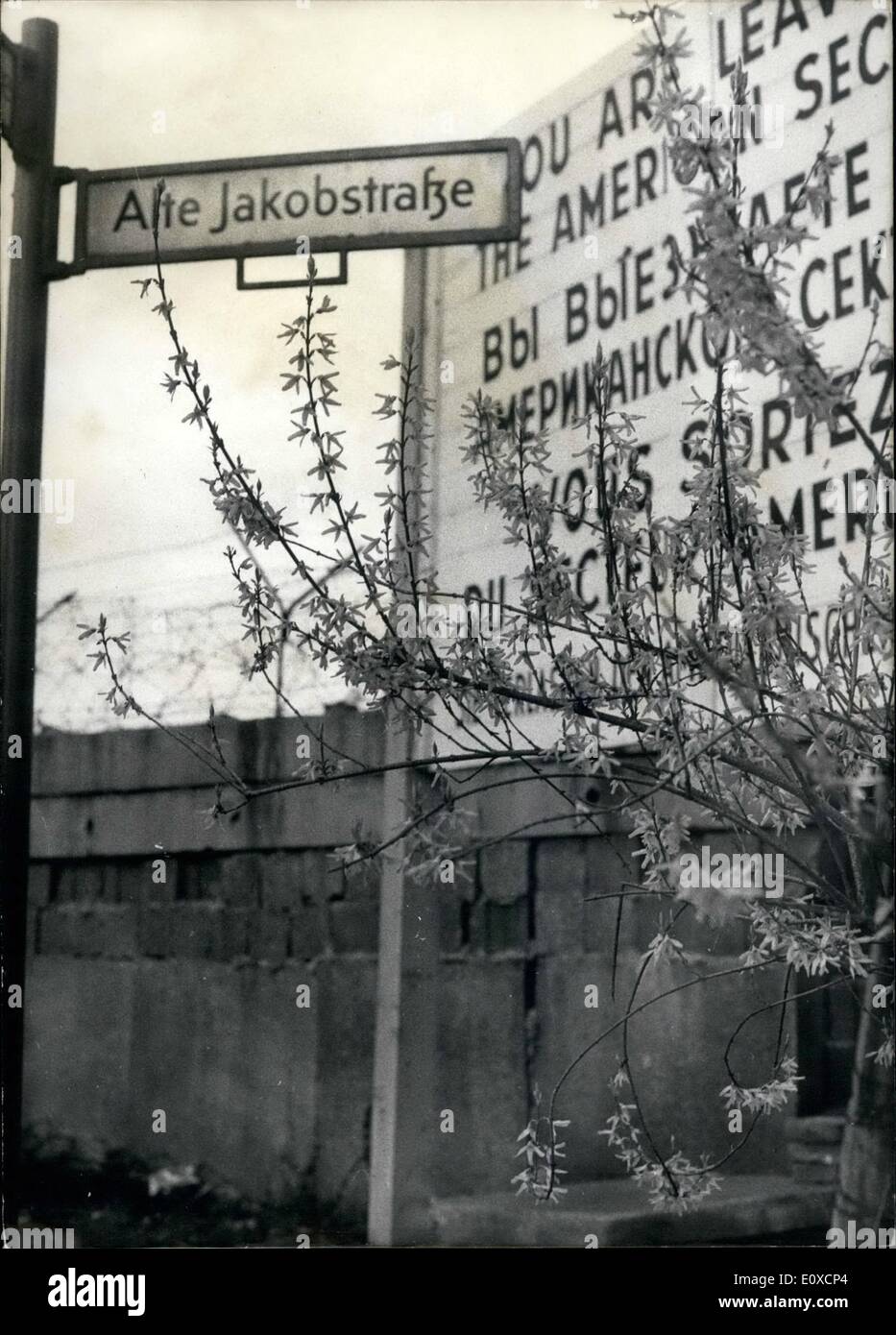 4. April 1966 - Forsythien blühen auf der Berliner Mauer: Natur ist nicht bewusst Grenzen - überall, wenn es gefällt Stockfoto