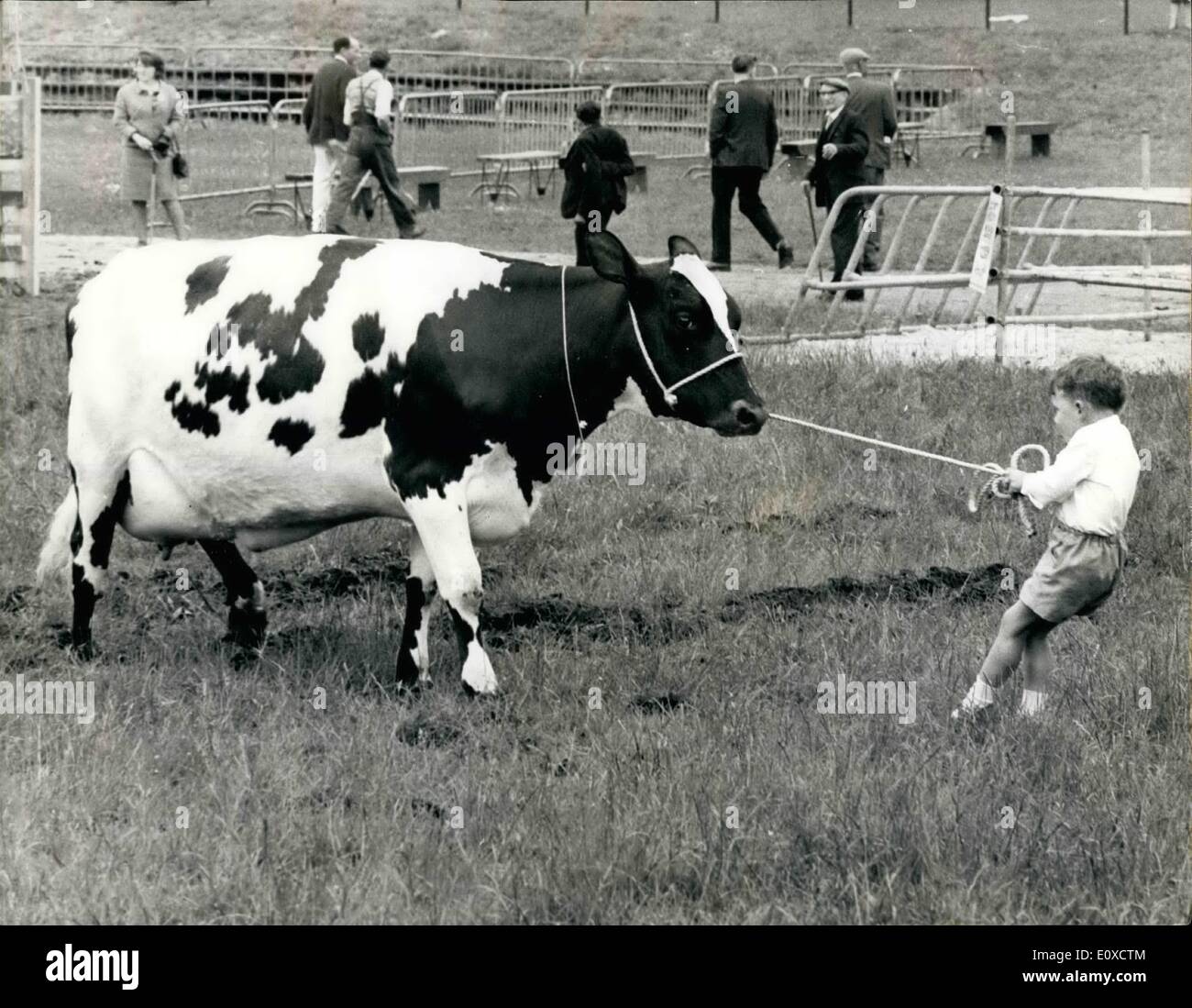 6. Juni 1966 - die vier-jährige, die ein Baum-j hrige verarbeiten konnte: kleine 4 jährige Scott Mekay, von Creasshouse, in der Nähe von Kilmarneck, Schottland, war so zufrieden mit seinem 3-Year-Old Ayrshire wenn nahm den zweiten Preis beim der Royal Highland Show, er beschloss, sie herum - parade, aber der Ayrshire hatte andere Ideen, wie in diesem Bild gezeigt. Stockfoto