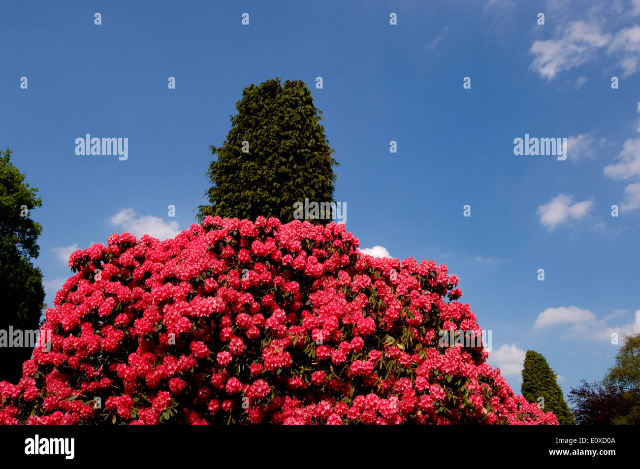 Rhododendron-Busch Stockfoto