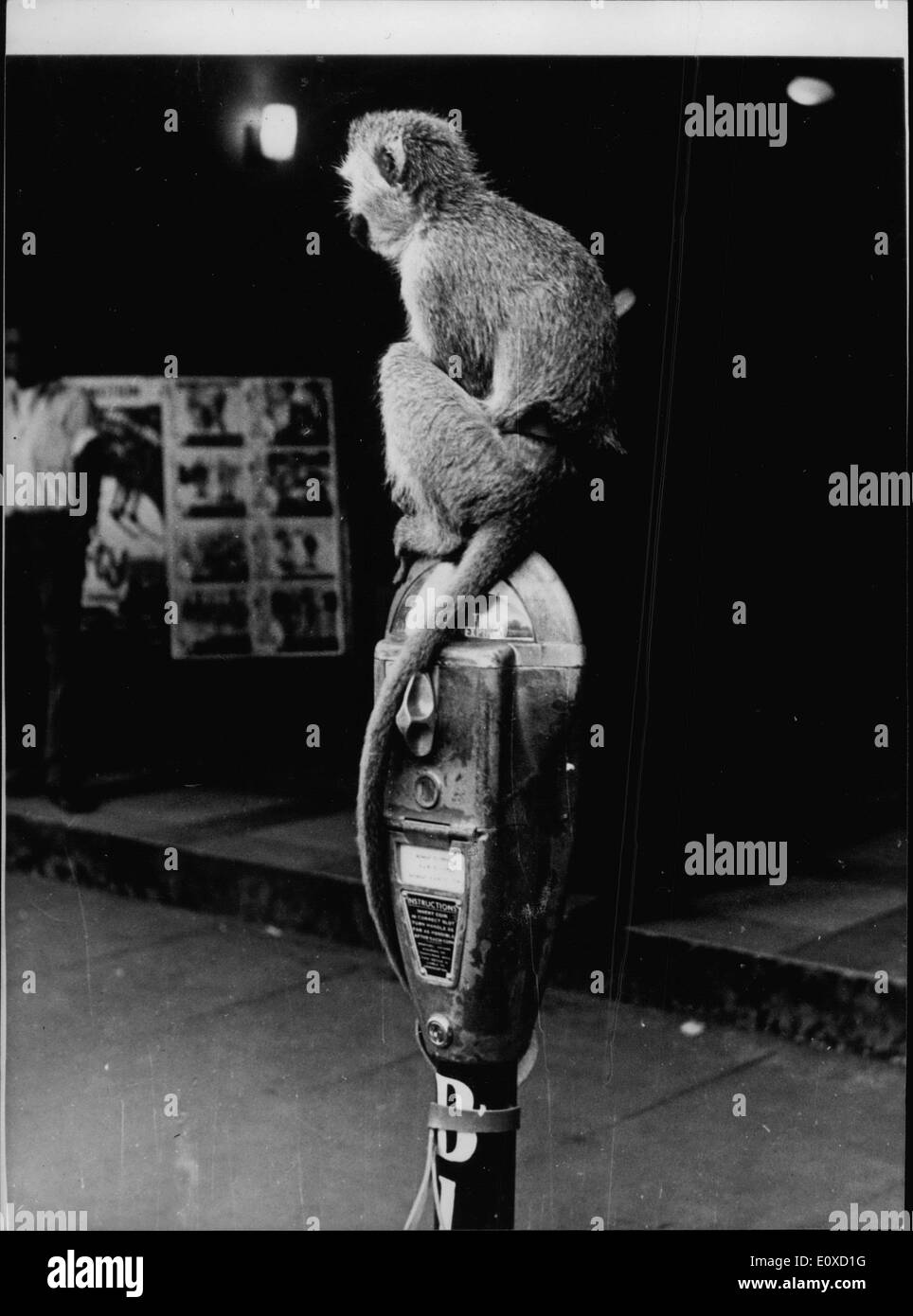 16. April 1966 - eingegeben, Monkey Parken In Nairobi während seines Meisters Kino in Nairobi Kenyatta Hauptstraße über die Filme zu erkundigen... einen besseren Ort, sein Haustier Affen als auf einem nahe gelegenen Parkuhr parken. Der Stadt parken Inspektoren, ratlos, wissen genau was zu tun, da es "keinen Präzedenzfall '' so erlaubt sie der Affe, in Frieden zu bleiben-obwohl seine '' Time'' abgelaufen war. Stockfoto