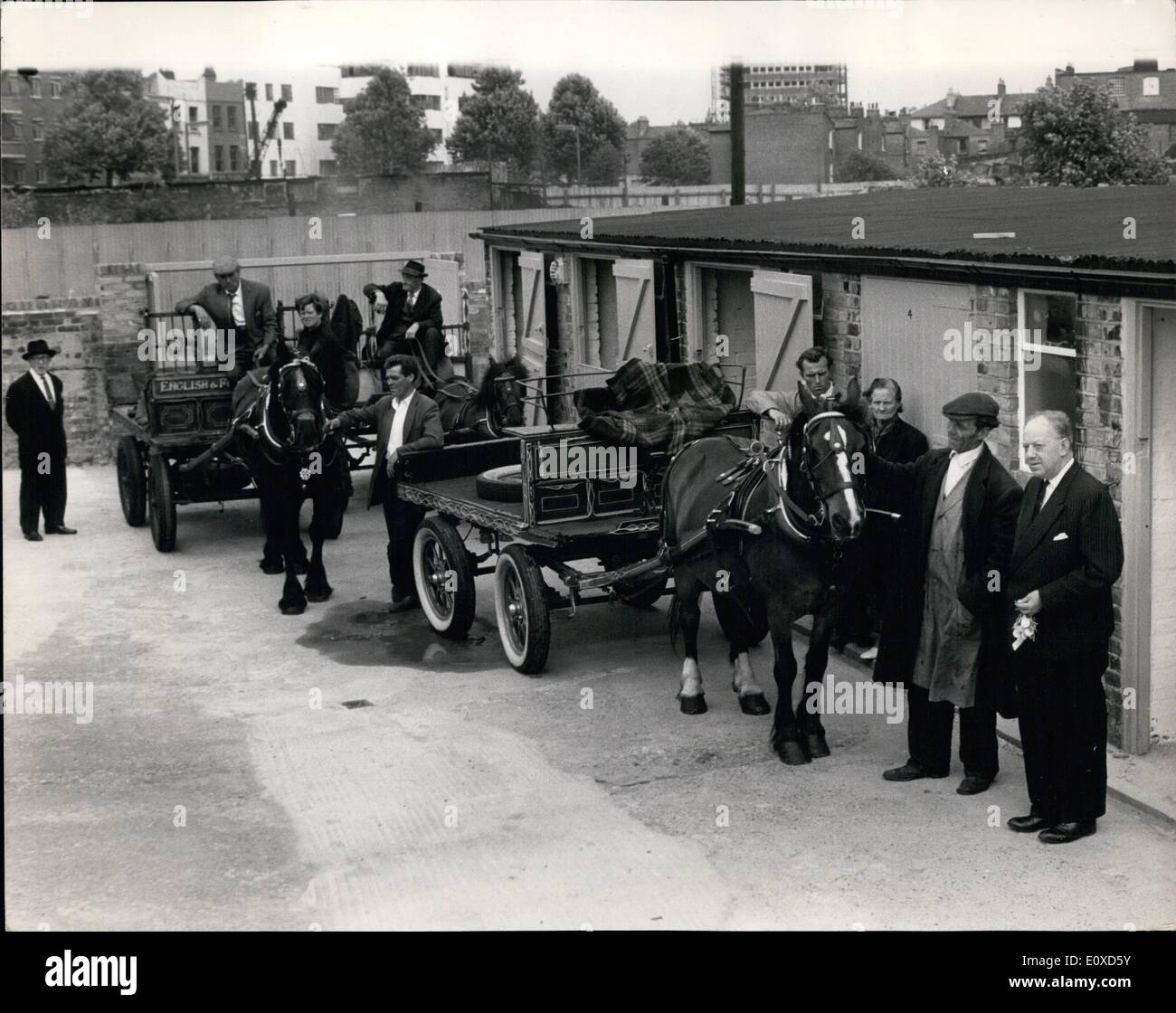 6. Juni 1966 - neues Zuhause für Hercules The Steptoe Pferd: Herculs, das Pferd in der Untergrundarmee Serie '' Steptoe und Sohn '' featured bekam ein neues Zuhause heute. Die jetzigen Zuhause für ca. 30 '' Totters'' und ihre Pferde in Norland Gardens, Hammersmith, wird für neue Baustellen benötigt, damit der Greater London Council Garagen Latimer Road, Shepherds Bush für die Pferde umgewandelt hat. Foto zeigt: '' Hercules'' Stoptse Ruhm. führt die Schrott-Metall-Händler und ihre Pferde in ihr neues Quartier in Latimer-Straße als Herr Stockfoto