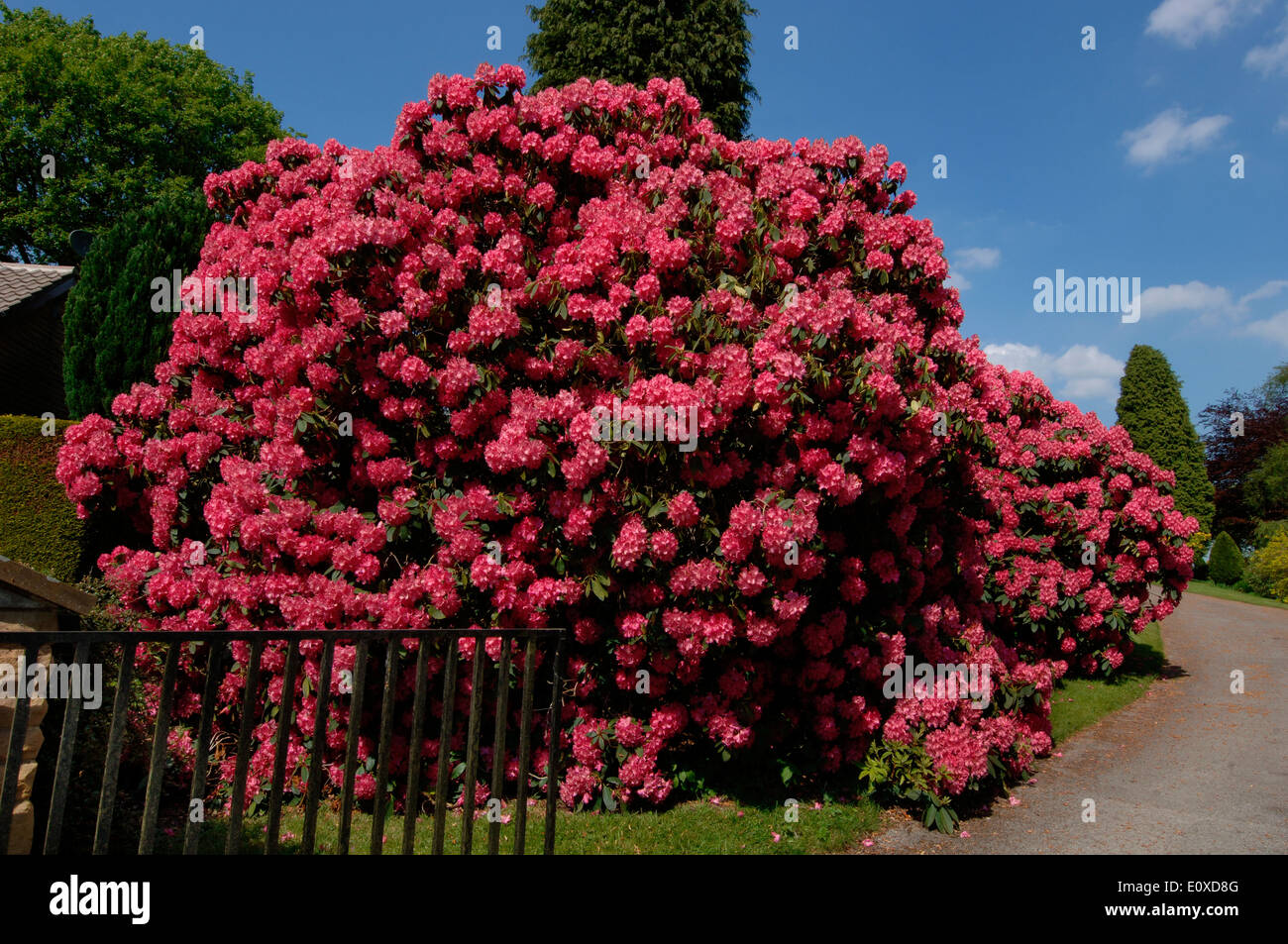 Rhododendron-Busch Stockfoto