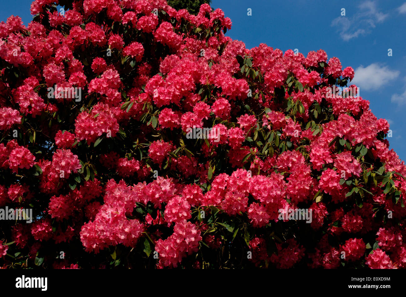 Rhododendron-Busch Stockfoto