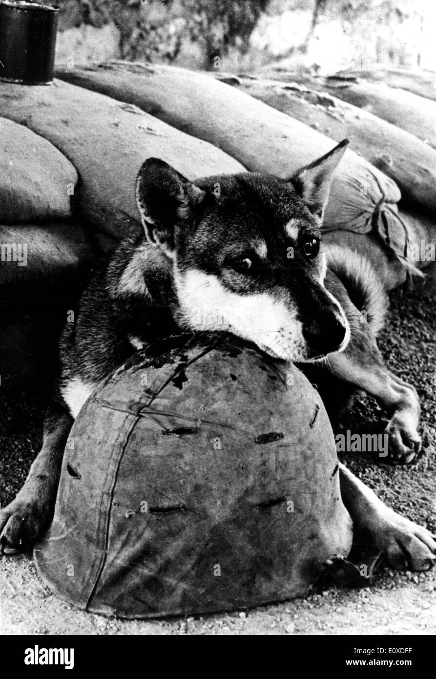 Verlassenen Hund in Vietnam-Krieg Stockfoto