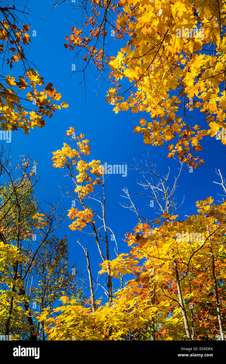 Blauer Himmel und gelbe Ahornbäume in La Maurice National Park, Quebec, Kanada. Stockfoto
