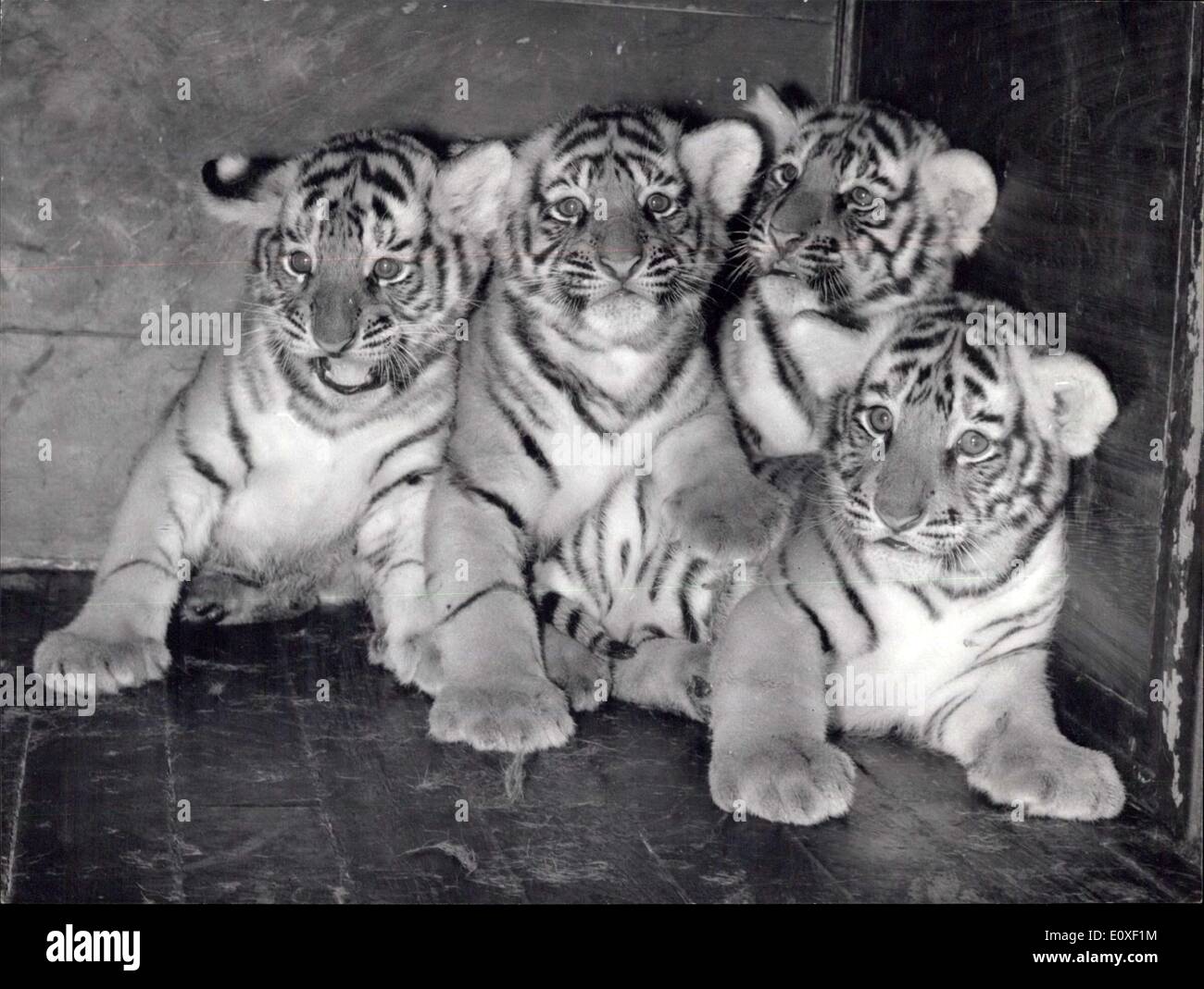 11. August 1966 - 4 Tiger Welpen im Zoologischen Garten in Basel. Nach Lager Zeit die 109 Tage glauben schenken darf, warf die Tigerin '' Gunda'' im Zoo von Basel 4 Welpen am 16. Juni 3 lbs. Nach 8 Wochen, die der junge Tiger für die Öffentlichkeit angezeigt werden, ist das schnell zu 15 lbs Quadruples aufgewachsen nicht häufig mit Tigern. Stockfoto