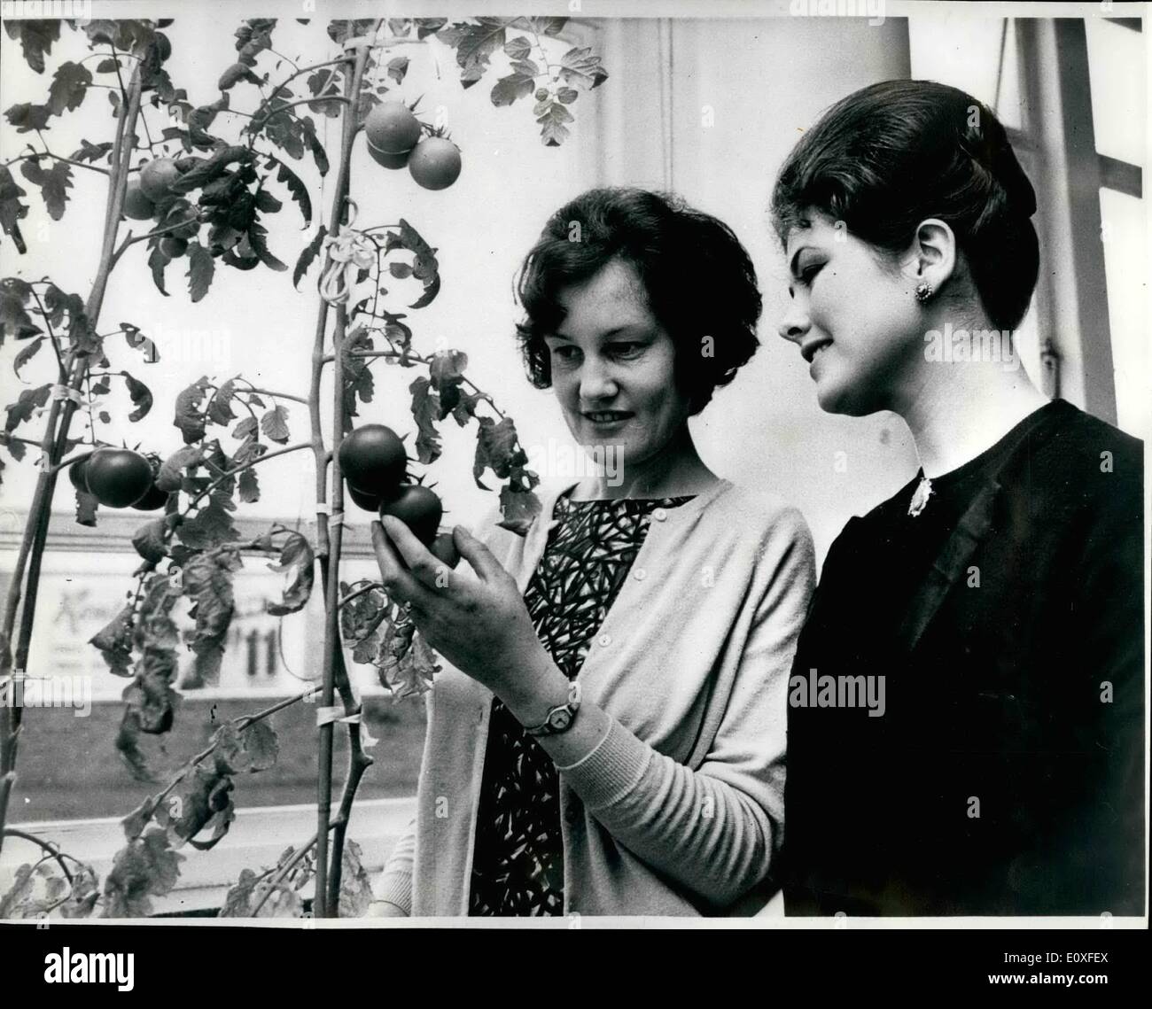 8. August 1966 - The Office '' Gewächshaus '': Ministerium für Landwirtschaft-Angestellte haben ihren Sitz in ein '' Gewächshaus '' - verwandelt und produzieren eine feine Ernte von Tomaten. Als Sonnenlicht Stress durch die Tell Platte Glasfenster in des Ministeriums Subventionen Abteilung bei Eden Bridge House, Carlisle, neigen die Angestellten der fünf Tomatenpflanzen. Sie hoffen auf mindestens zwei Pfund Tomaten von jeder Pflanze zu sammeln. "Es begann alles im Spaß,'' sagte einer der Angestellten, ein leidenschaftlicher Gärtner. '' Neue Büro-Pflanzen kommen auf besser als die Pflanzen in meinem eigenen Gewächshaus Stockfoto