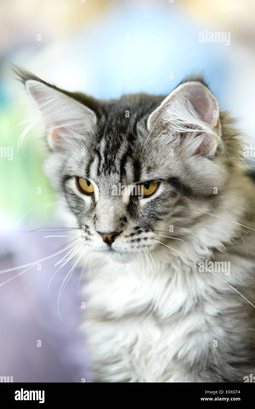Katzen Und Hunde Grau Weiß Tabby Maine Coon Katze Close Up