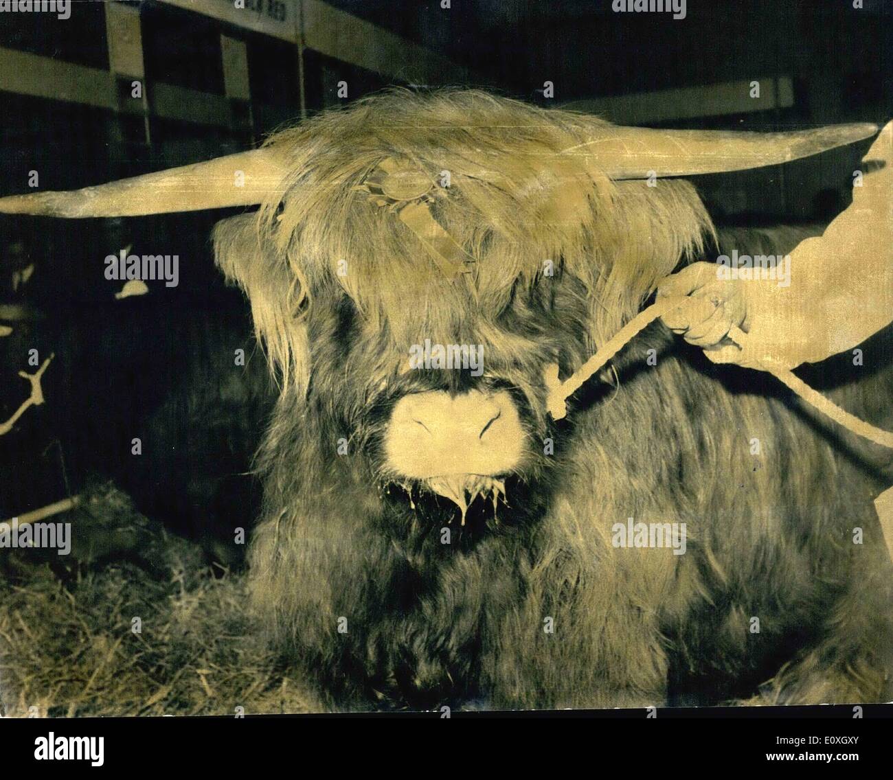 12. Dezember 1966 - Eröffnung der Royal Smithfield show: The Royal Smithfield Show und landwirtschaftliche Maschinenausstellung, eröffnet heute in Earls Court Keystone Foto zeigt Nahaufnahme von H.m Die Königin Highland Steer, die 1. gewonnen. Preis. Es über Tonne Gewicht und 18 Monate alt ist. Stockfoto