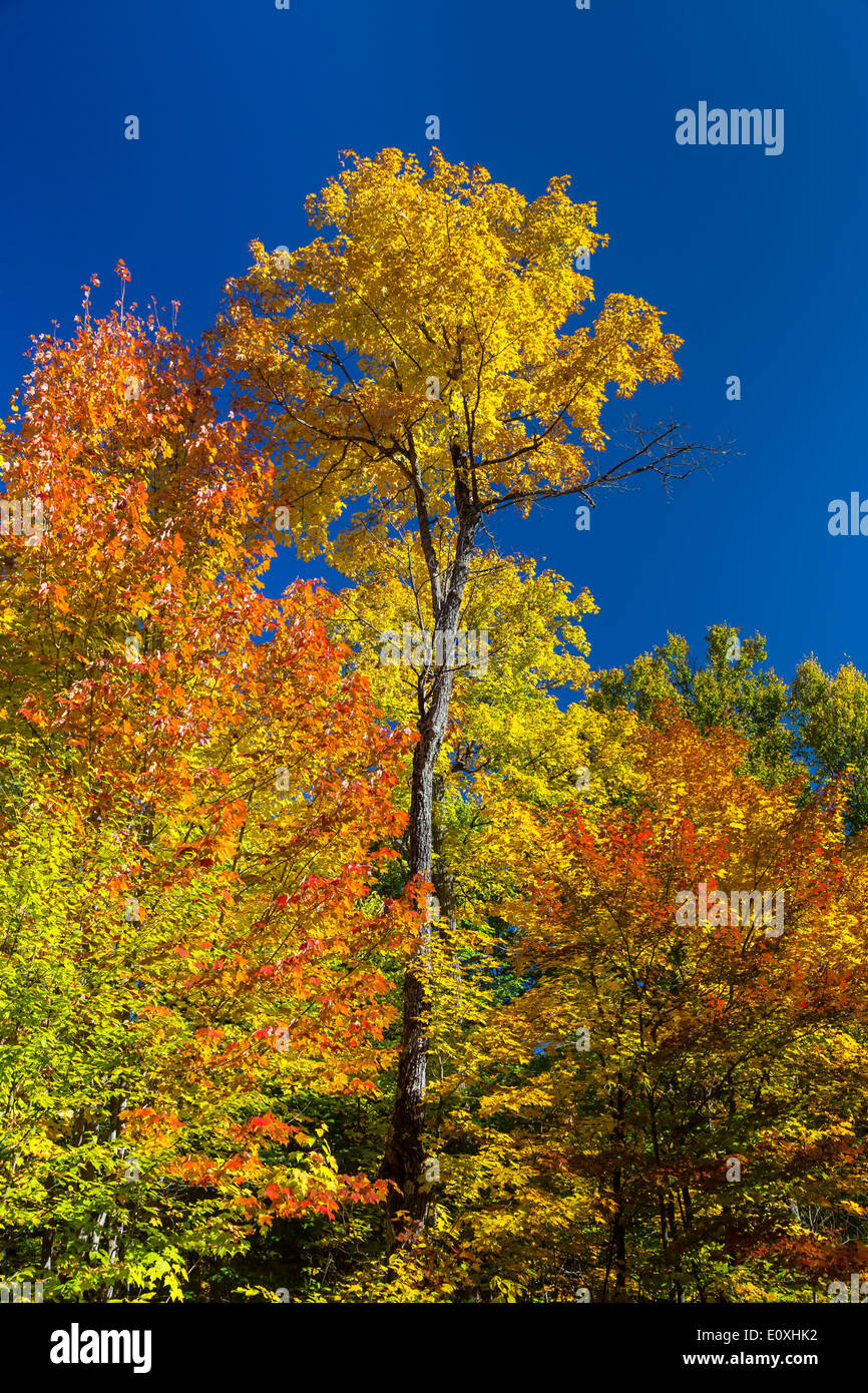 Blauer Himmel und gelbe Ahornbäume in La Maurice National Park, Quebec, Kanada. Stockfoto