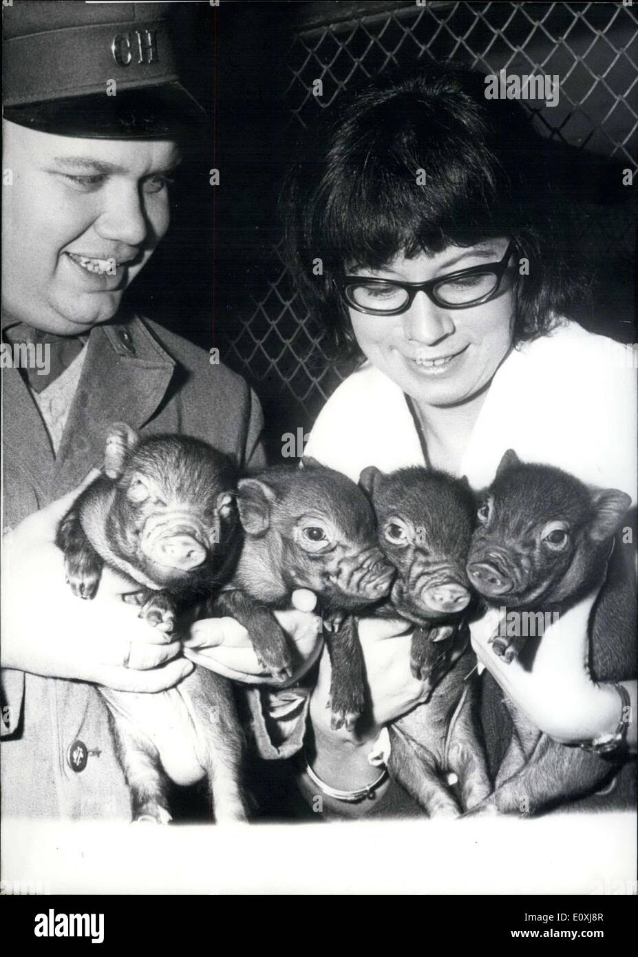10. Januar 1967 - hat Vietnam einige Verstärkungen in Deutschland! Vier kleine Ferkel wurden im Tierpark Hagenbeck in Hamburg geboren. Sie gehören zu einer Familie von Schweinen aus Vietnam mit einem großen Topfbauch. Sie können so groß wachsen, dass ihre Bäuche Boden scoot. Stockfoto