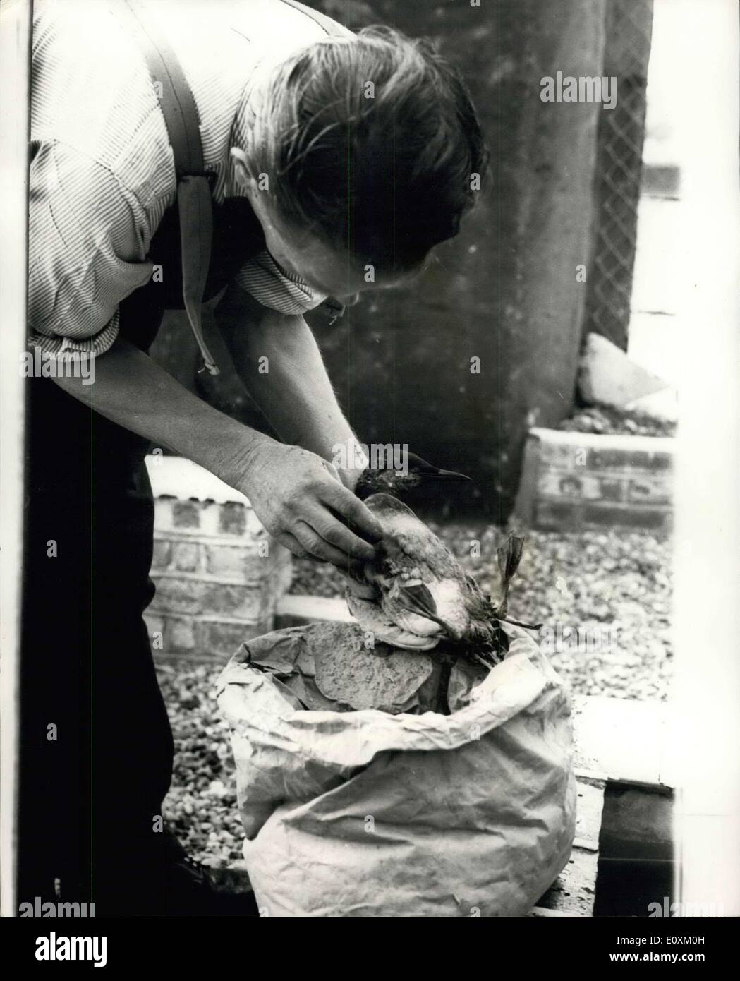 1. April 1967 - Gefangenen zu helfen die Vögel in Öl bei Verne Gefängnis Portland bedeckt: Gefangene in Verne Gefängnis, Portland, Dorset, die haben ihre eigenen Bird Sanctuary-Have dabei geholfen, die RSPCA heraus mit der Reinigung von Tausenden von Vogel durch den Untergang der Torrey Canyon aus Lands End in Öl bedeckt. Foto zeigt einen der Gefangenen im Gefängnis Verne gesehen Reinigung eines dem Vogel, der mit Öl bedeckt war. Stockfoto