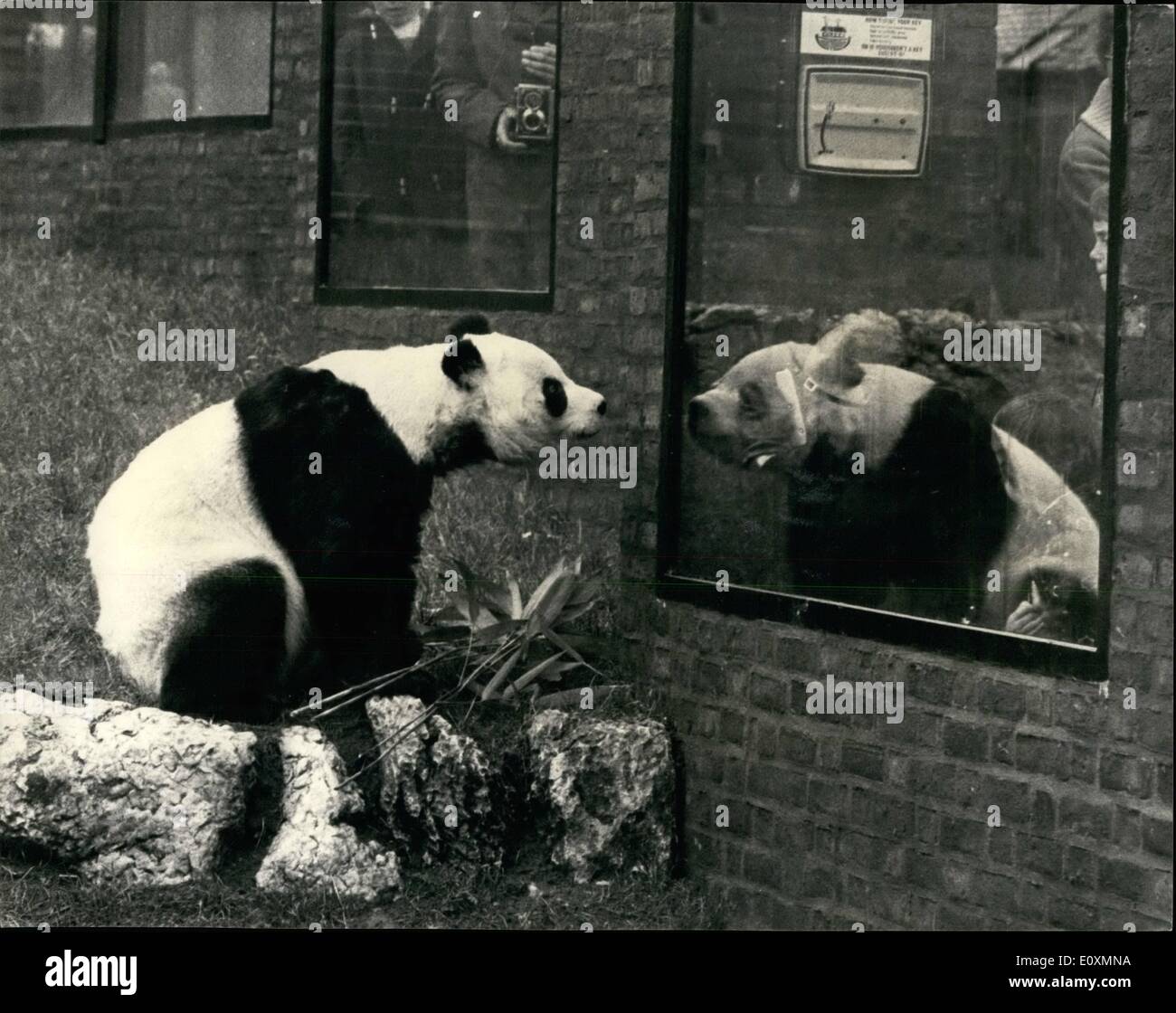 4. April 1967 - '' Chi-Chi'' On The verschieben Again: "Chi-Chi'', in diesem Monat reiste Panda ist eine Bewegung wieder. Heute zog sie aus ihrem alten Quartier in der Nähe der Uhrturm im London Zoo, ein neues, größeres Gehäuse entgegengesetzte zu den Kinderzoo. Ihre Unterkunft verfügt über Klimaanlage und hinter Kulissen Unterkunft auf einer zweiten Riesenpanda, in der Hoffnung, dass "ein-An'', der russischen männlichen Panda noch London im Herbst besuchen vielleicht könnte vorgesehen hat. Kopf Keeper Sam Morton, nach Moskau wollen noch wird er auf der Suche nach "Chi-Chi" in ihrem neuen Quartier Stockfoto