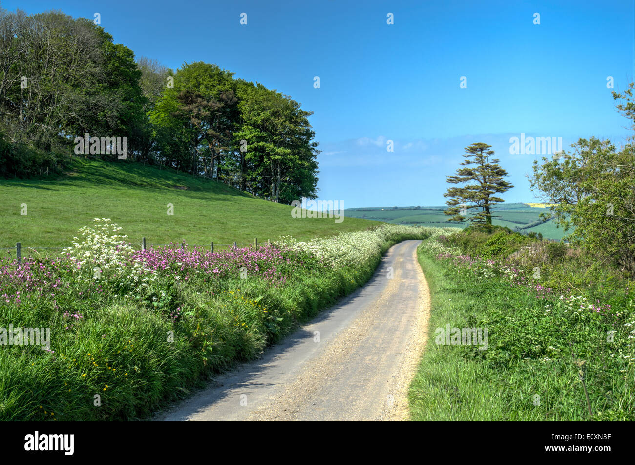 Dorset Feldweg im Frühjahr Stockfoto