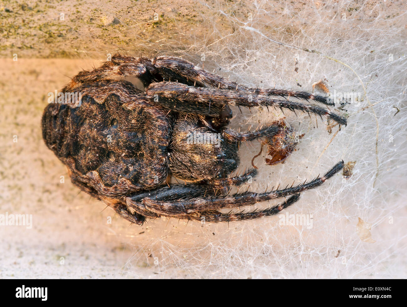 Makro-Bild von einem großen beängstigend braune Spinne Stockfoto