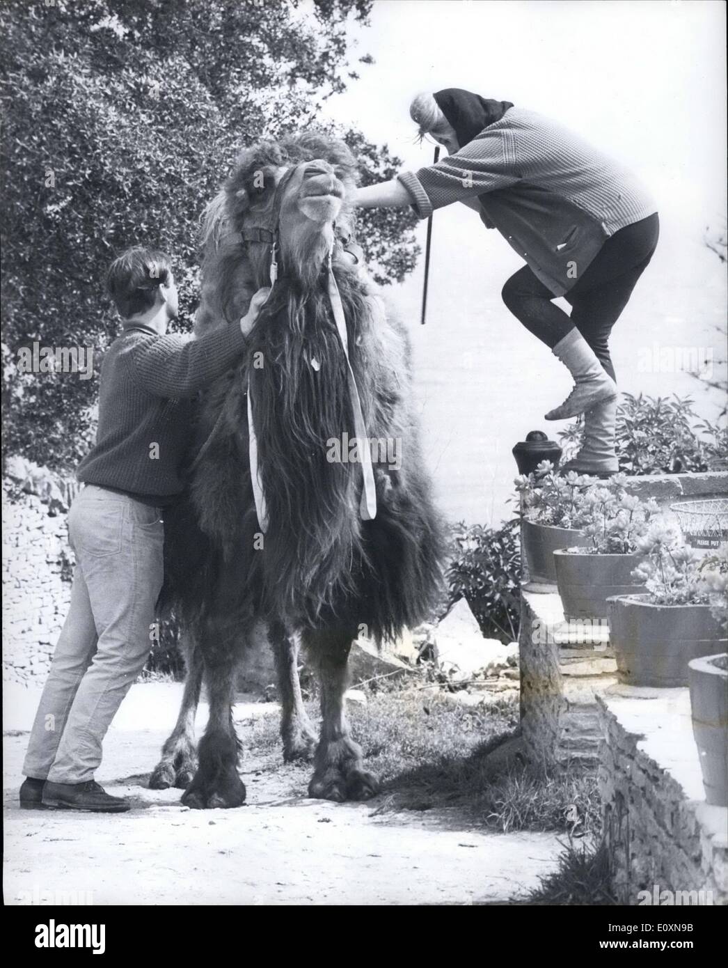 6. Juni 1967 - Achmad das Kamel beweist ein beliebter Bewohner im Tilly Laune Inn in Dorset: Achmad, ein Bestrian Kamel aus Tibet, ist die neueste Ankunft an der Tilly-Laune Inn Swanage, Dorset, und erweist sich bereits ein beliebter Bewohner. Er ist immer bereit zu helfen, mit der schweren Arbeit, endlos bereit, Fahrgeschäfte für Kinder, und durch die einfache Unterbringung für ihn im Hinterhof überglücklich. Aber es gibt auch Nachteile über Achmad. Denn obwohl er nur seinem Unterhalt arbeitet, seinem Unterhalt ziemlich teuer kommt, abgesehen von den 00 beendet es Frau Kosten Stockfoto