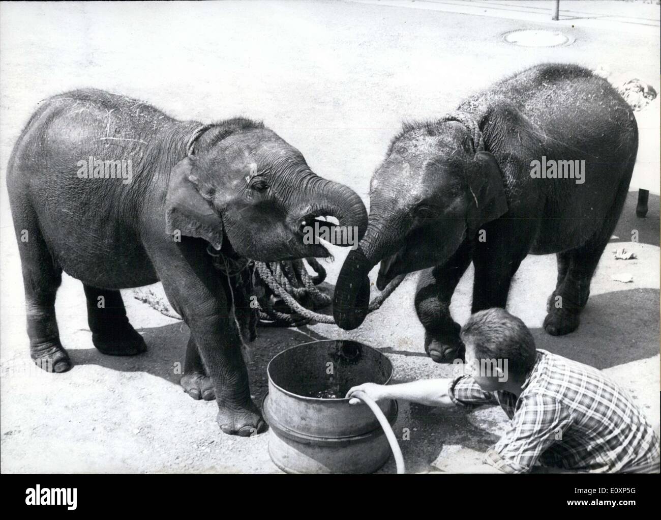 19. Juli 1967 - wurden diese zwei Baby-Elefanten durch den Circus Krone aus einer Tierfarm in Kalkutta, Indien erworben. Die Elefanten-Babys finden Sie hier ihren Durst. Stockfoto