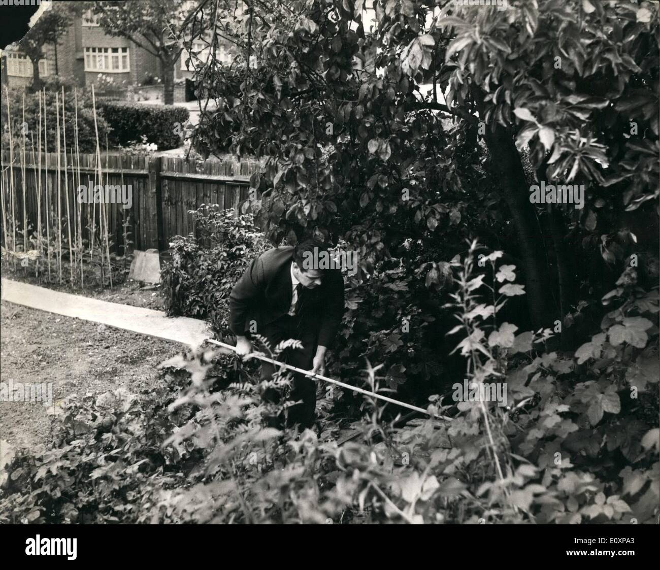 7. Juli 1967 - AU Pair Mädchen gefunden sterben In London Street: Ein Mini-Schürzen Au-Pair-Mädchen Französisch 26-jährige Odette Dumourier, die brutal angegriffen worden gefunden wurde, sterben heute unter einem schlechten von Rosen in einem Garten von Nr. 4 Kenwood Avenue, Southgate, London. Die Entdeckung wurde von einem Mann nach Mitternacht vorbei, sie hatte über den Kopf geschlagen worden und wurde über eine niedrige Mauer geworfen Stockfoto