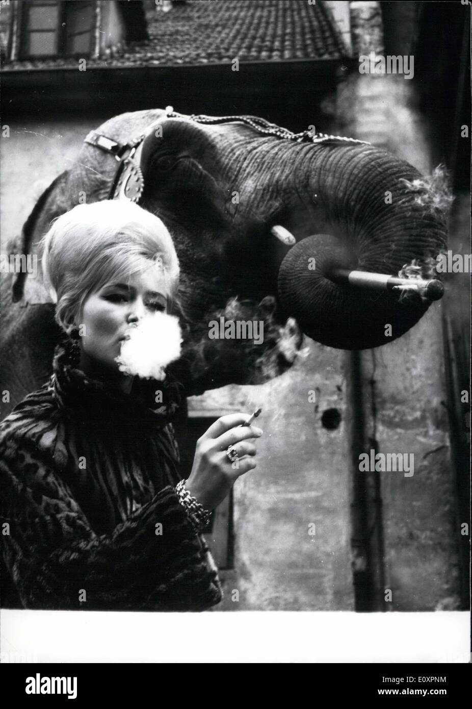 10. Oktober 1967 - die einzige weibliche Elefanten Trainer der Welt... Ist der 25 Jahre alte Monique Holzmuller aus Soeyer - und besitzt die einzige Rauchen Elefant der Welt! Der erfahrene Zahnarzthelferin hat ohne Zweifel ihre Leidenschaft für den '' zweiten Beruf '' von ihrem Vater geerbt, die ca. 35 Elefanten ausgebildet Stockfoto