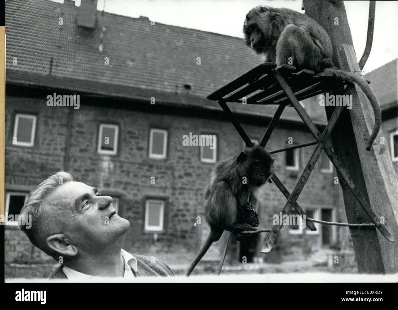 18. Oktober 1967 - Landrat Dr. Karl Gr? Nwald kaufte mehrere Tiere, darunter: ein Löwe, ein Bär, Auerochsen und diese monkeys(pictured) für das Gerichtsgebäude von Konigshofen im Grabfeld nahe der thüringischen Grenze. Er kaufte sie von einem Zoo in Braunschweig. Stockfoto