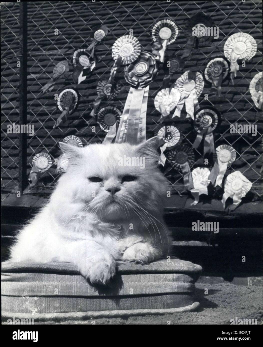 23. August 1967 - seine Exzellenz; Coylum Marcus ist Großbritanniens einzige Katze mit Diplomatenstatus. Erträgt er es als ein '' Botschafter der Vereinigten Staaten, Whie persischen Gesellschaft, eine Stelle, die gelegentlich hervorragende weiße Perser von auf der ganzen Welt als leuchtende Beispiele ihrer Rasse auswählen. Coylum Marcus, dieser einzige akkreditierte Landesvertretung lebt in entsprechend ambassadorial Pracht Grafham, Surrey, Zuhause seines Besitzers. Fräulein Elspeth Sellar. Zum Beispiel hat er ein privates Schlafzimmer (zentral beheizt, natürlich), ein gold lame Kissen, eine Terrasse und ein 30 Jahre Alter Arcade-Efeu bedeckt Stockfoto