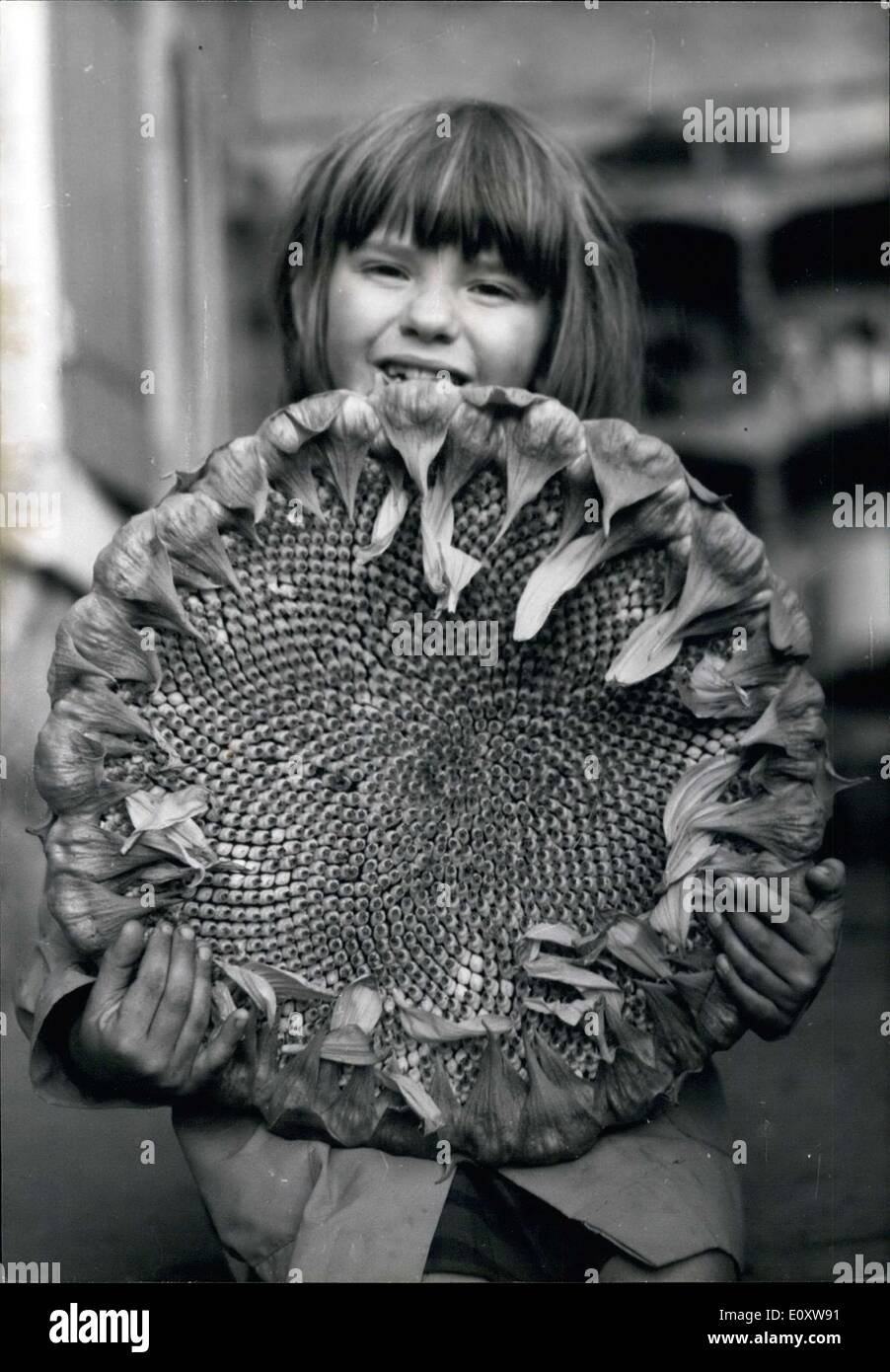 7. Oktober 1967 - Cecile Barrial & ihre riesigen Sonnenblumen Stockfoto