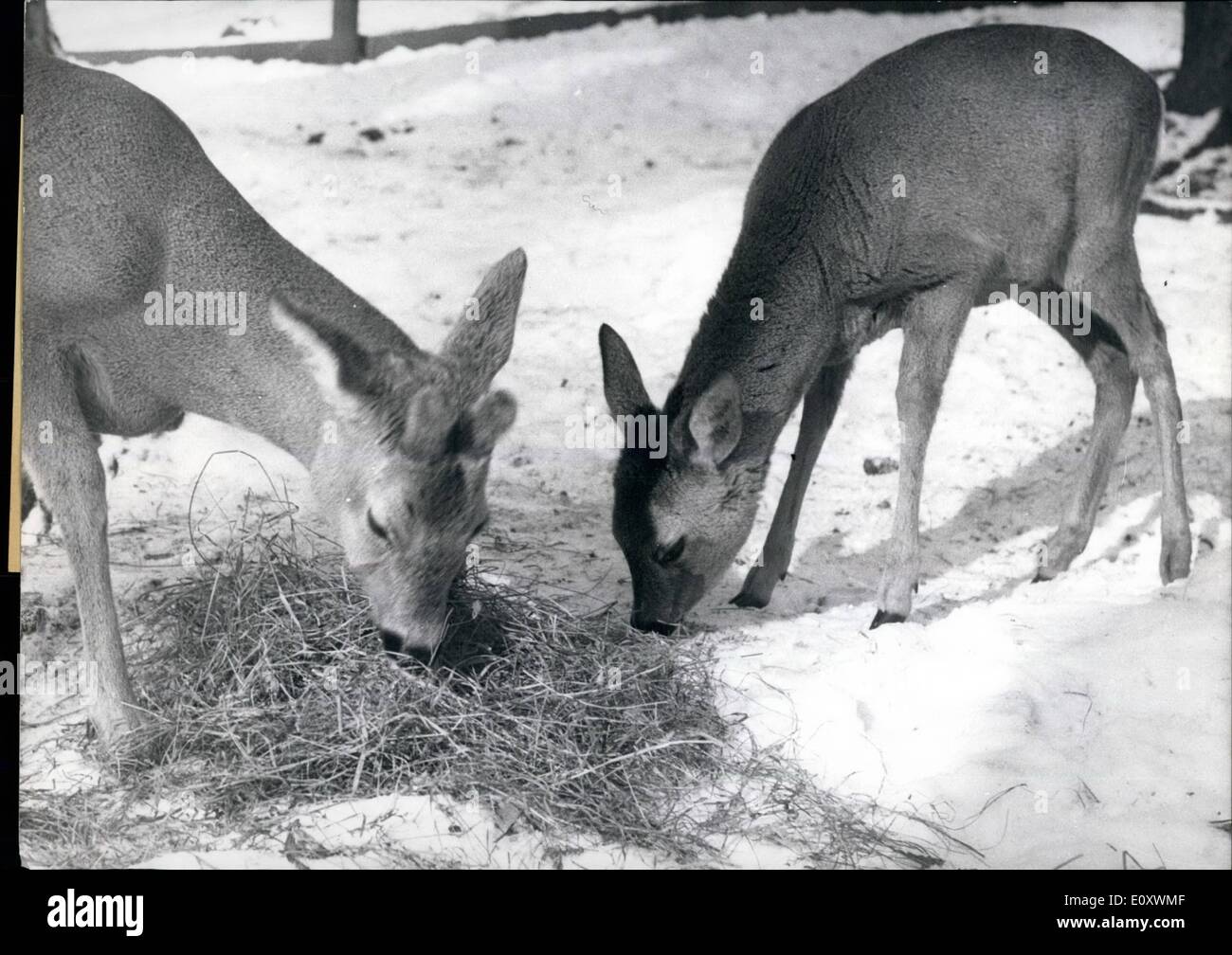 12. Dezember 1967 - beginnen harte Zeiten für die Tiere des Waldes. Frost und Schnee erschweren die Hirsche sowie Doe und andere Wildtiere. Die zahlreichen Futterplätzen, errichtet durch die Forstbehörde Kommission hilft ihnen in den Wintermonaten. Dach Stockfoto