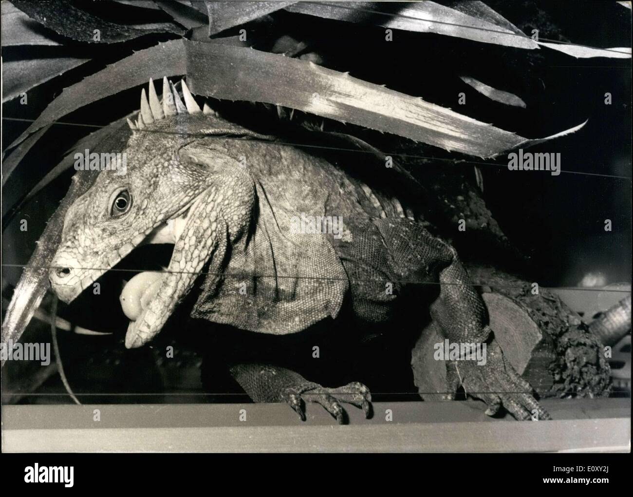 16. Januar 1968 - '' da es klingt alles...'' Sie weiß wirklich nicht was ich berufen bin? Und ich glaubte mich hier als weltberühmt! Natürlich kann ein Leguan sich täuschen... Die '' enttäuscht '' hier ist ein '' Cyclura'' oder '' Rock Iguana.'' Es ist sicherlich ein leistungsfähiges Reptil, wie Besucher '' Wilhelmina'' Tank in Stuttgart vorstellen können. Diese Leguan kommt ursprünglich aus der heißen Kaktus Wildnis von Haiti. Doch scheint Wilhelmina vollständig in ihr Terrarium hier zu Hause! Stockfoto