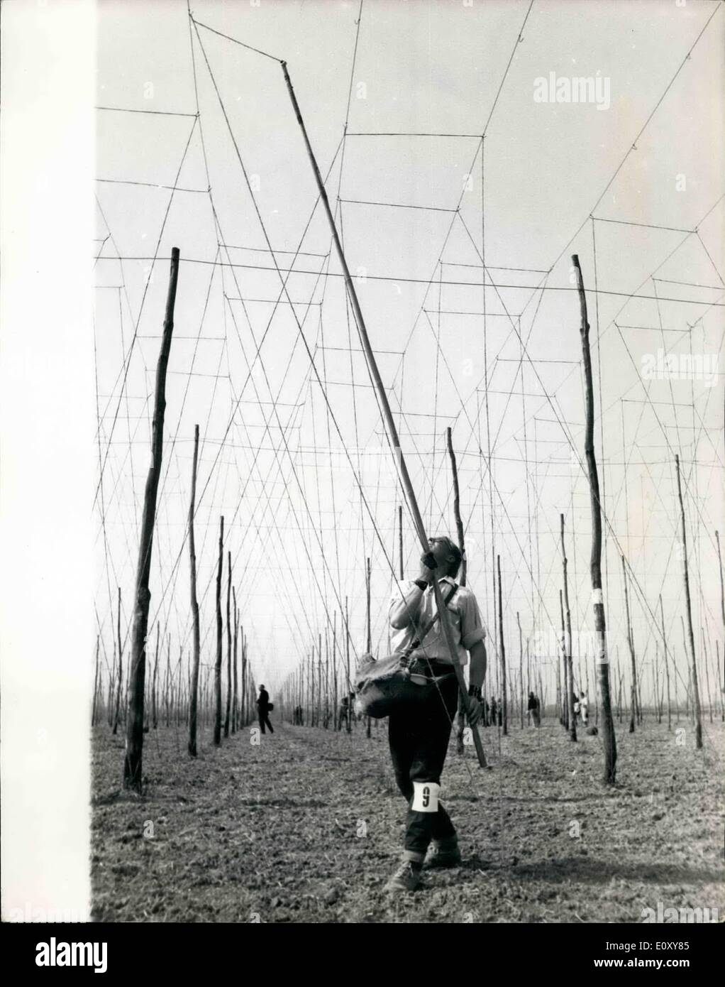 4. April 1968 - Hop Bespannung Wettbewerb: Hop Stringer, die Bezeichnung für Männer und Frauen, die jedes Jahr den riesigen weben '' Spinnennetz '' Schnur Garn-rund 300.000 Meilen von es-auf die wachsen wird die Hopfen benötigt, um die neun tausend million-odd Pints Bier Aroma Briten wird voraussichtlich im nächsten Jahr zu trinken hatte ihre Ownh Wettbewerb in Kent heute the Weald von Kenht Pflügen Spiel des Vereins jährliche Hop-Stringling Competiotion abgehaltenen Pattenden Farm , Marden, Kent Stockfoto