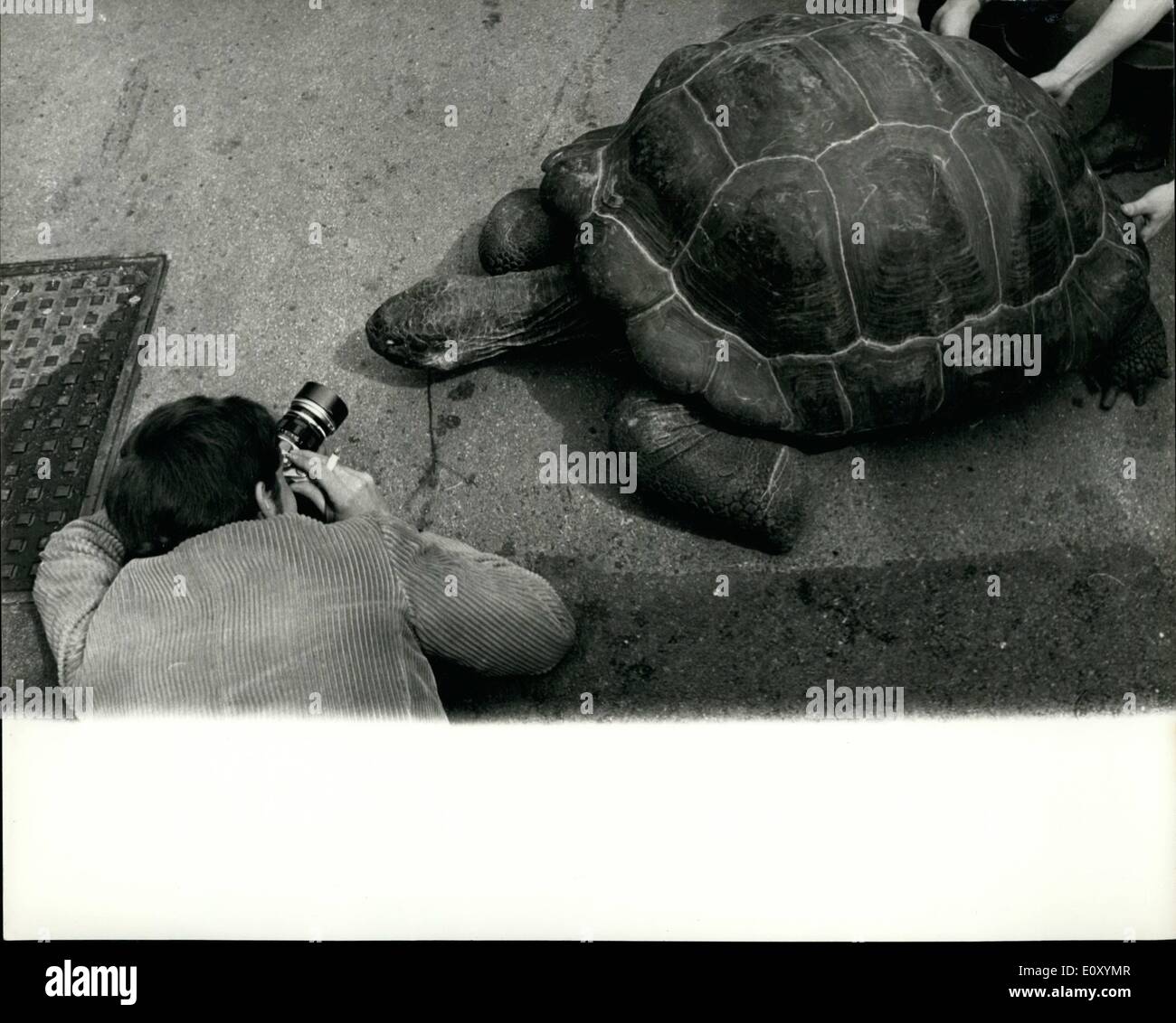4. April 1968 - neun riesigen Schildkröten bewegen House At The Zoo: neun seltenen Riesenschildkröten heute umgezogen im London Zoo. Sie Stockfoto