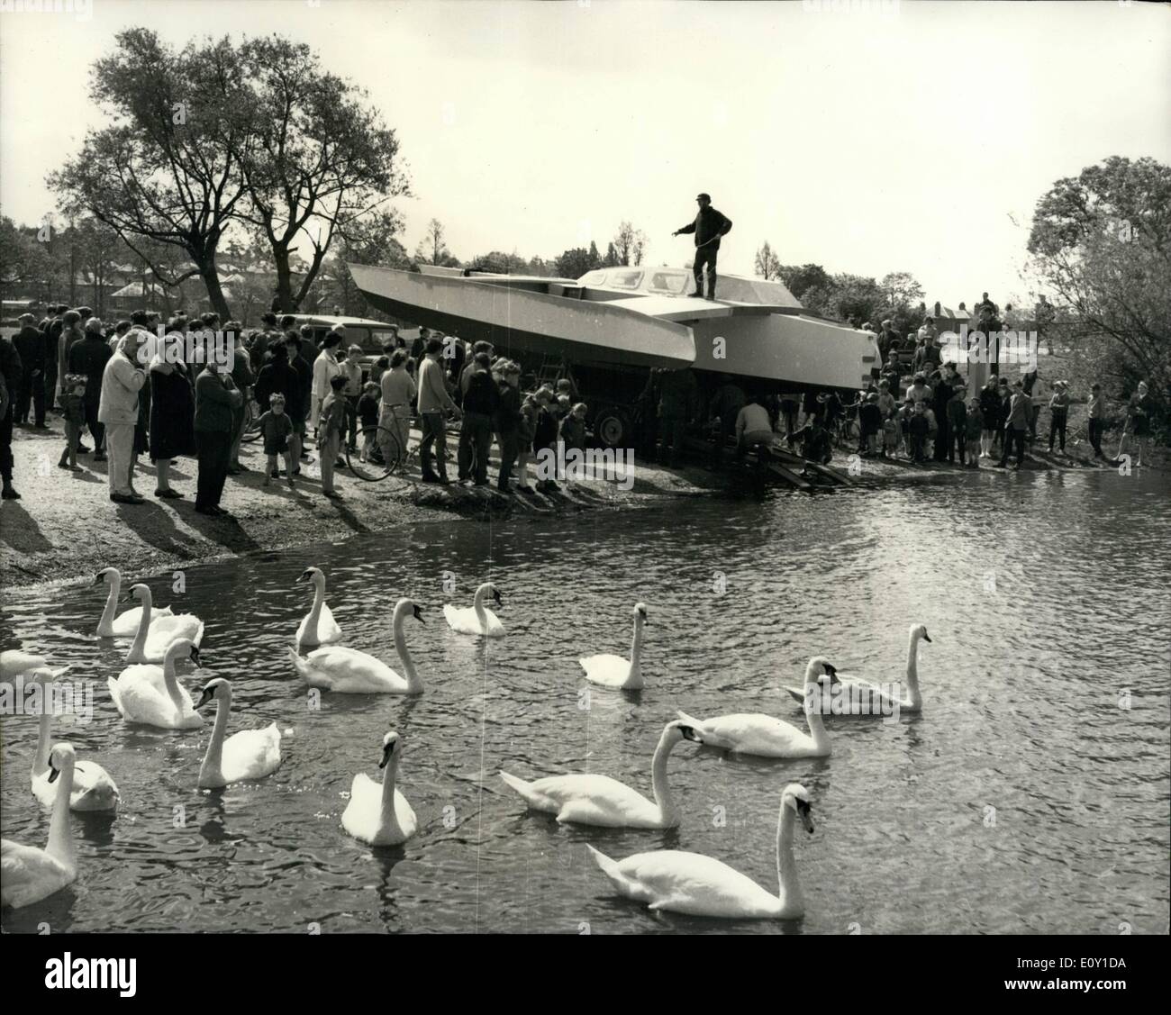5. Mai 1968 - Atlantic Challenger aus dem Hausgarten. Aufnahme in die Schwäne auf dem Fluss Itchen in der Nähe von Southampton, ging 31 ft.-Trimaran '' Genesis'', Herr Laurie Osborne hausgemachte Eintrag für die einhändige transatlantischen Rennen die von Plymouth am 1. Juni beginnt. Mr. Osborne, 33, arbeitet 18 Stunden am Tag für mehr als ein Jahr, seinem £1.300 Sloop getakelt Handwerk zu bauen. Freunde und Nachbarn halfen mit dem Bau in seinem Garten in Southampton. Er verfügt über eine 500-Meilen-Zone qualifizierende Reise vor der Annahme für das Rennen machen. Stockfoto