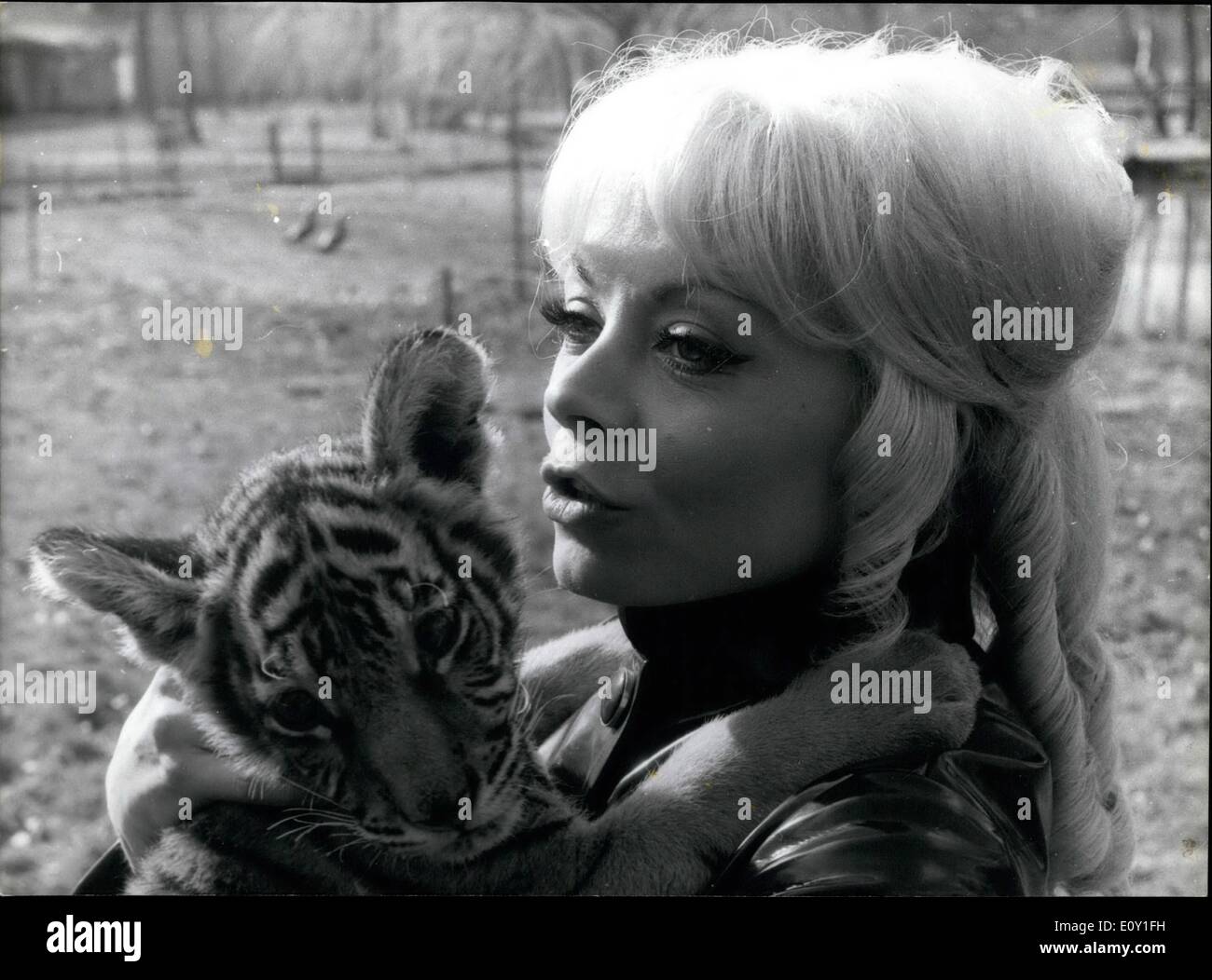 3. März 1968 - Isabelle Aubret und ihr Haustier Tigerbabys: Isabelle Aubret, hat die junge französische Sängerin, die Frankreich beim Eurovision Songcontest vertreten werden ihre Consvalescence nach dem Autounfall sie vor einem halben Jahr hatte erreicht. Foto zeigt, dass Isabelle Aubret mit ihrem Tiger Cubs abgebildet. Stockfoto