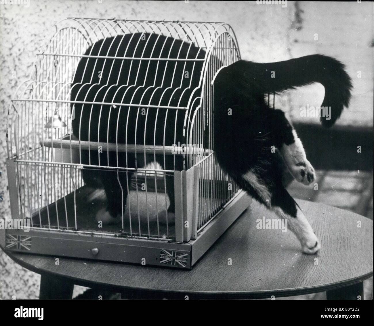 6. Juni 1968 - '' Tootsy'' zahlt eine soziale rufen auf '' Pip'': '' Tootsy'', Katze, oft zu sehen in den Käfig der '' Pip'', Wellensittich, nicht auf der Suche nach Beute, aber Jet einen freundlichen Anruf auf ein anderes Mitglied des Haushalts zu bezahlen. Die Katze schläft manchmal in den Käfig, besetzen die Bodenfläche mit dem Vogel sitzt auf dem Rücken. Der Wellensittich zeigt auf der Angst vor der Katze, gekauft in der Tat manchmal Freiheiten mit ihr zu sprechen, Runde reiten auf den Katzenkopf Stockfoto