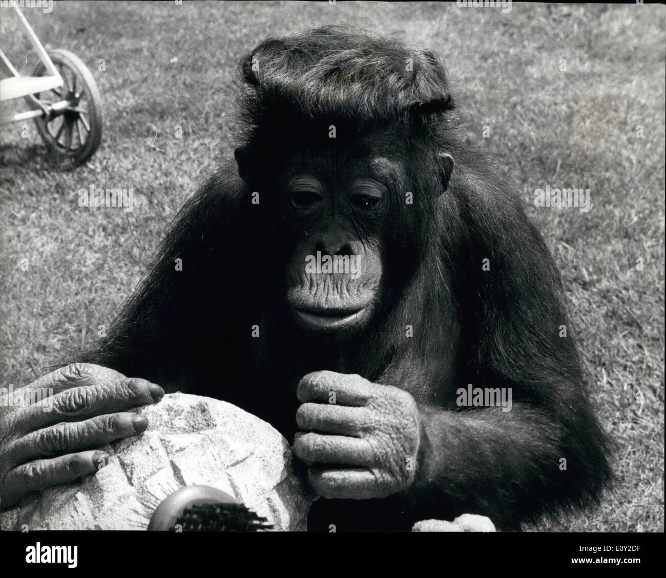 6. Juni 1968 - es gibt nur eine Sache für es - A Perücke: Tuan, eine vierjährige Orang Utan in Chessington Zoo war ein wenig selbstbewusst über seine Glatze - und beschlossen, dass die einzige Antwort ein WT Foto zeigt ja war, ich denke, dass es Suite sagt mir - Tuan, versuchen auf eine Perücke in Chessington Zoo. Stockfoto
